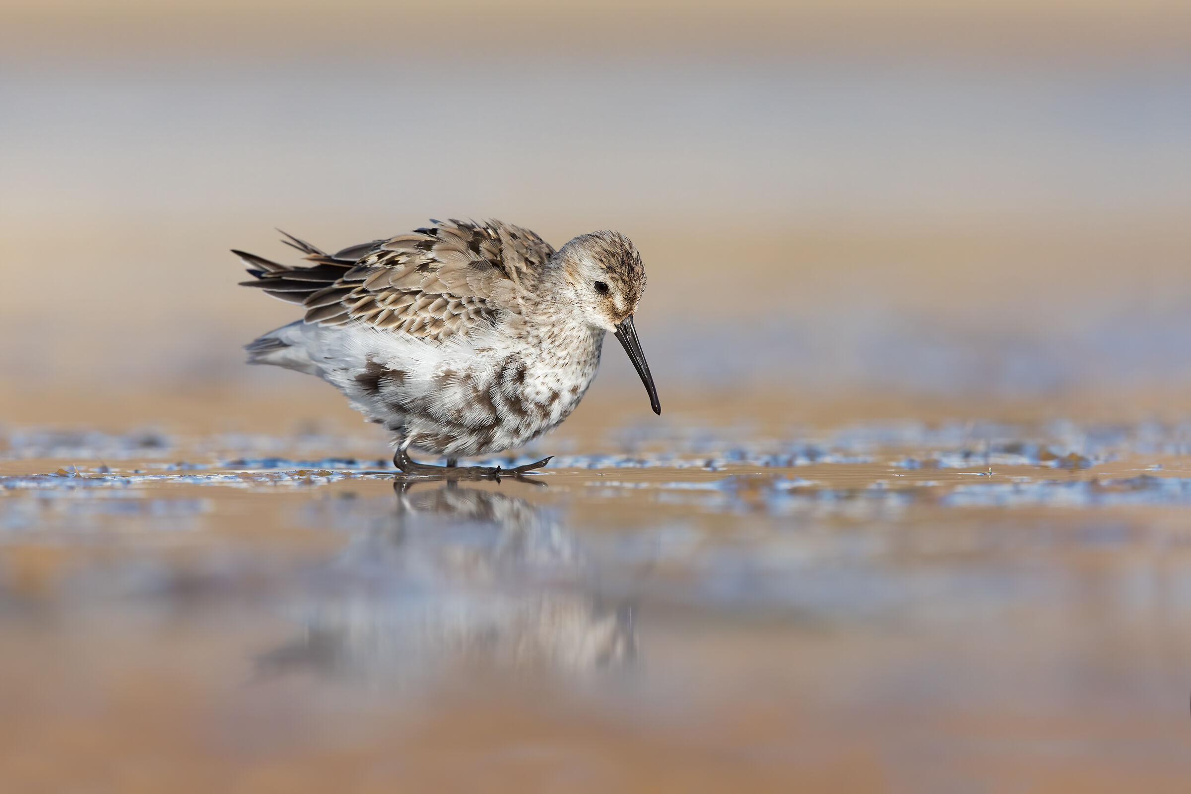 Black-bellied raincoat