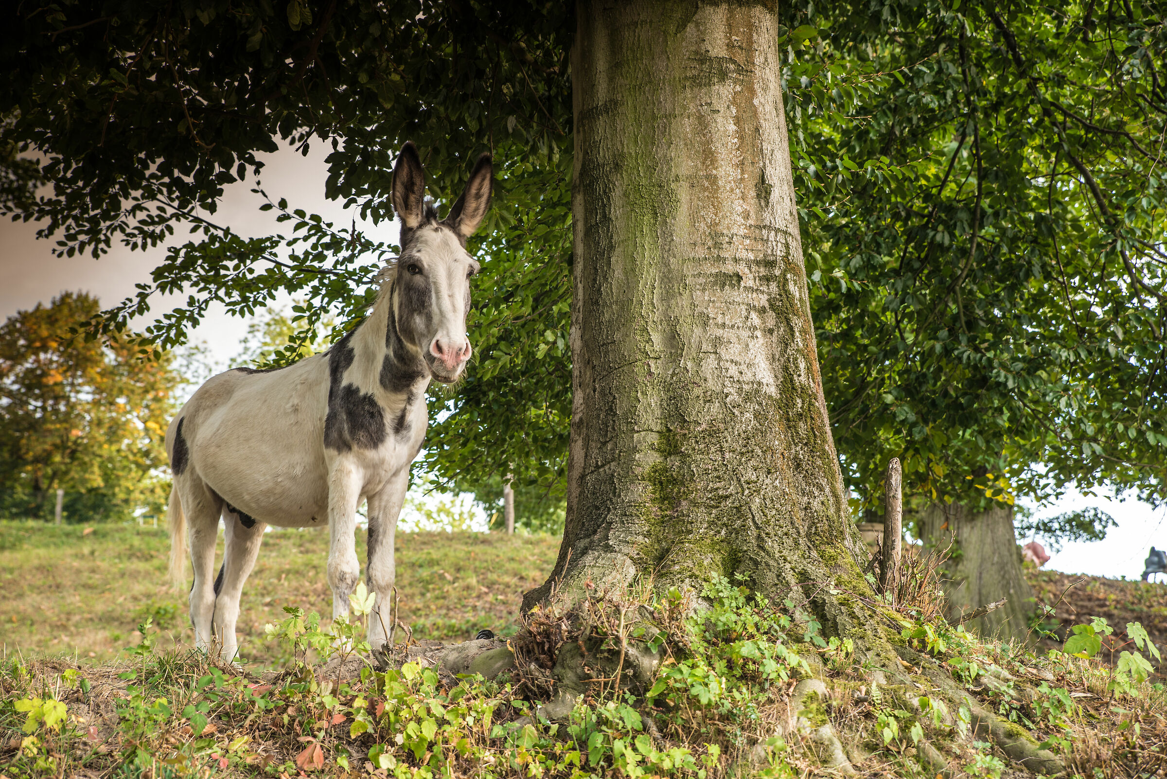 Sguardi curiosi nelle campagne tedesche