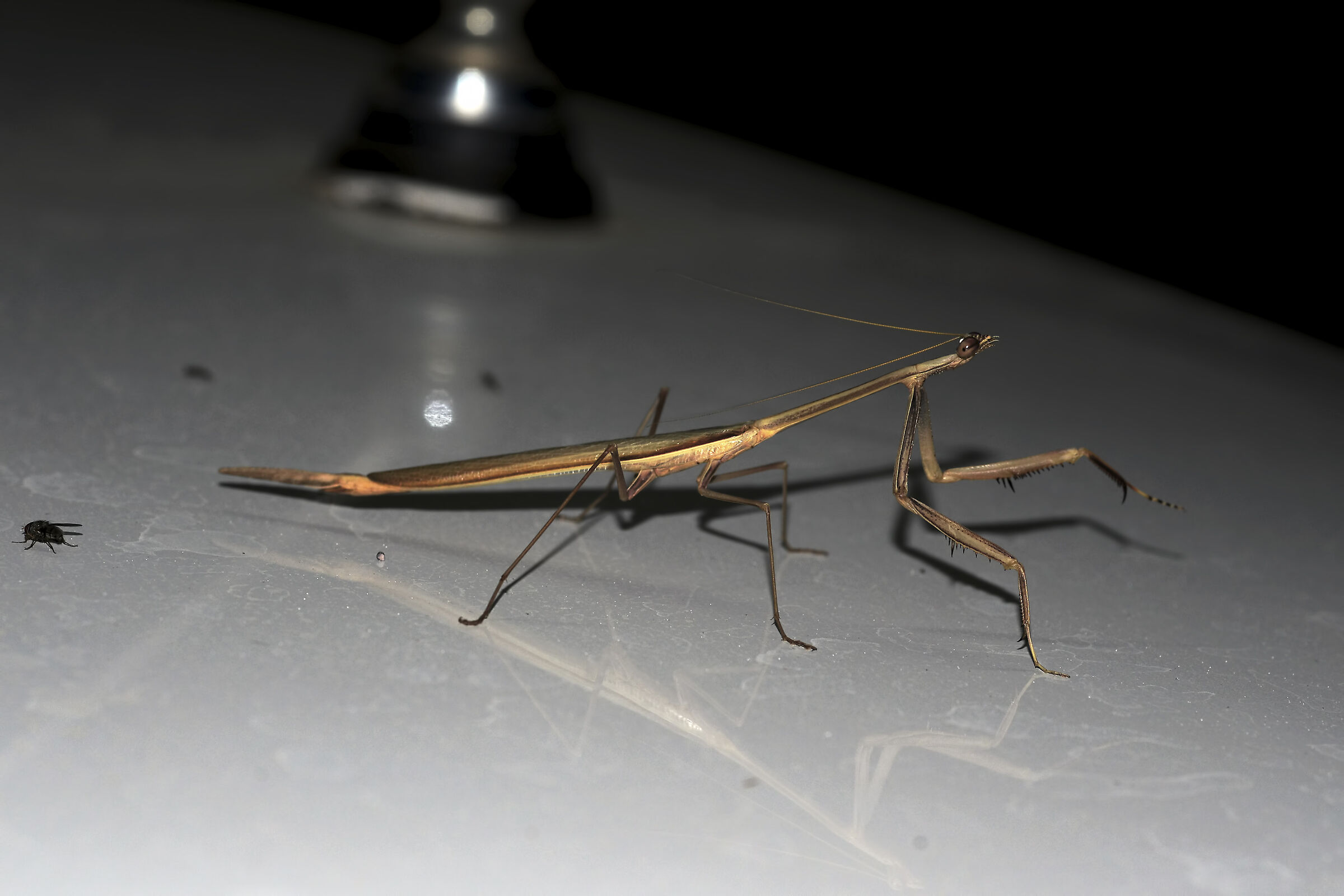 Amantide Beles Etiopia