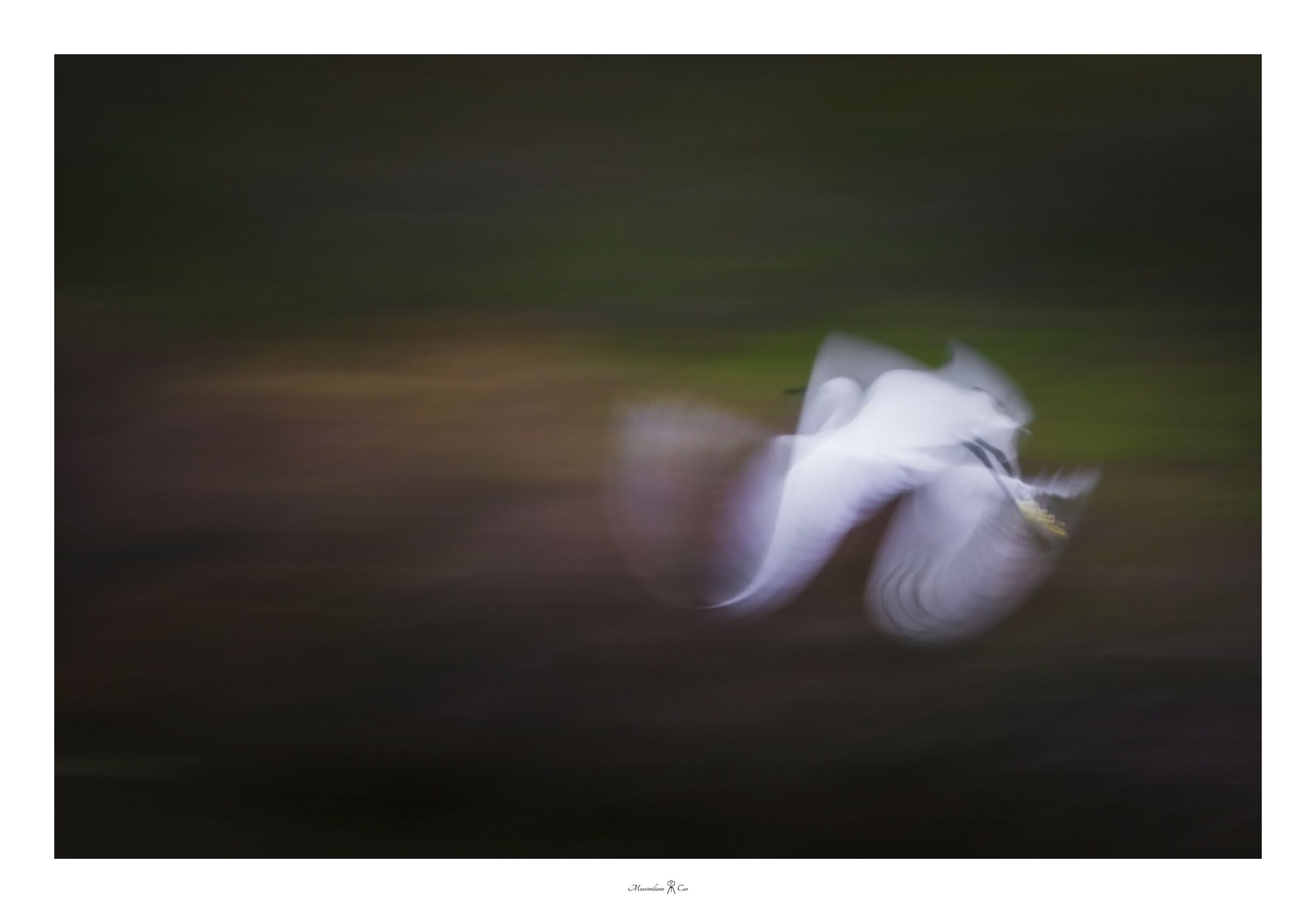 Egrets in flight