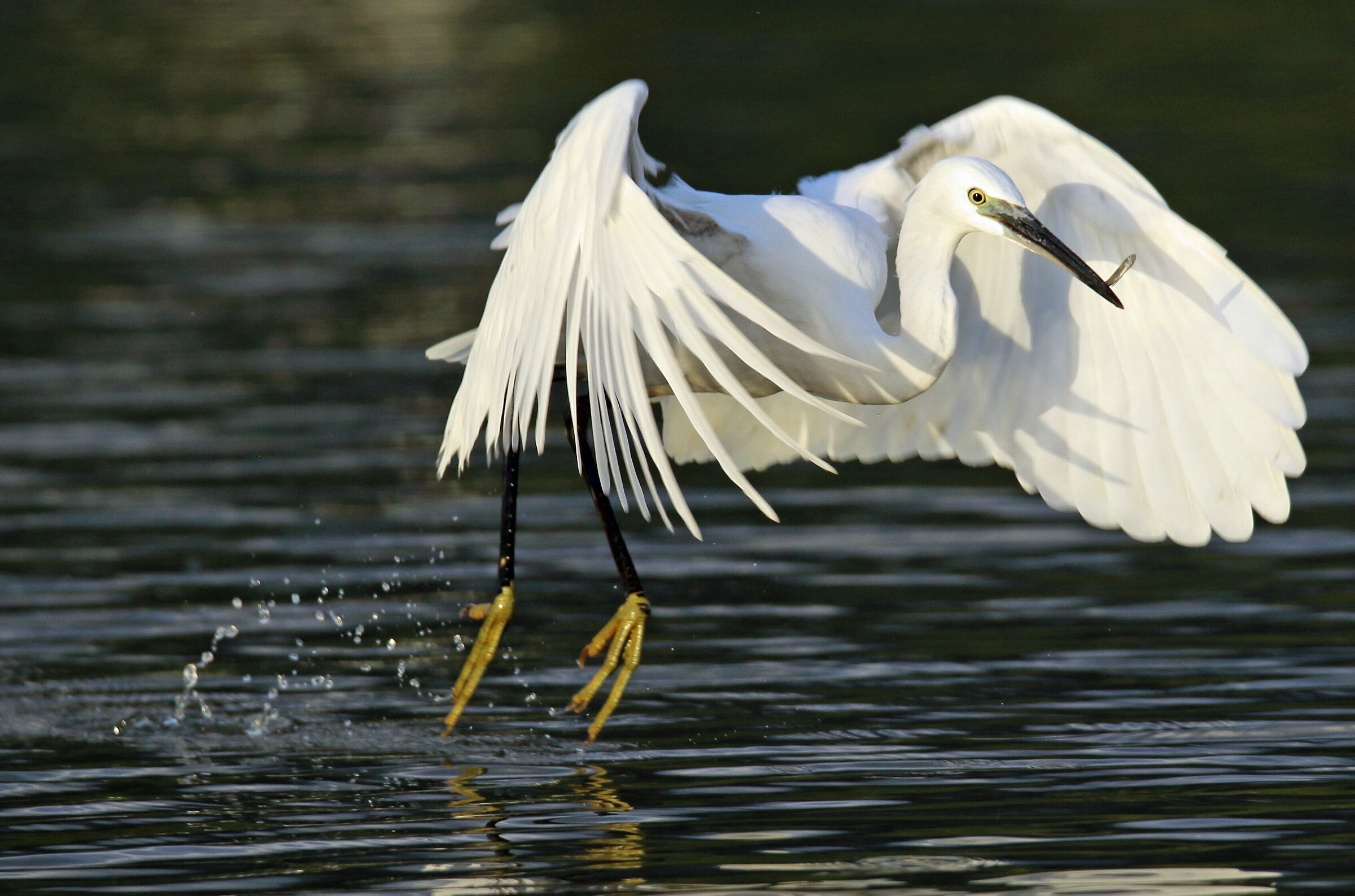 Garzetta pesca al volo