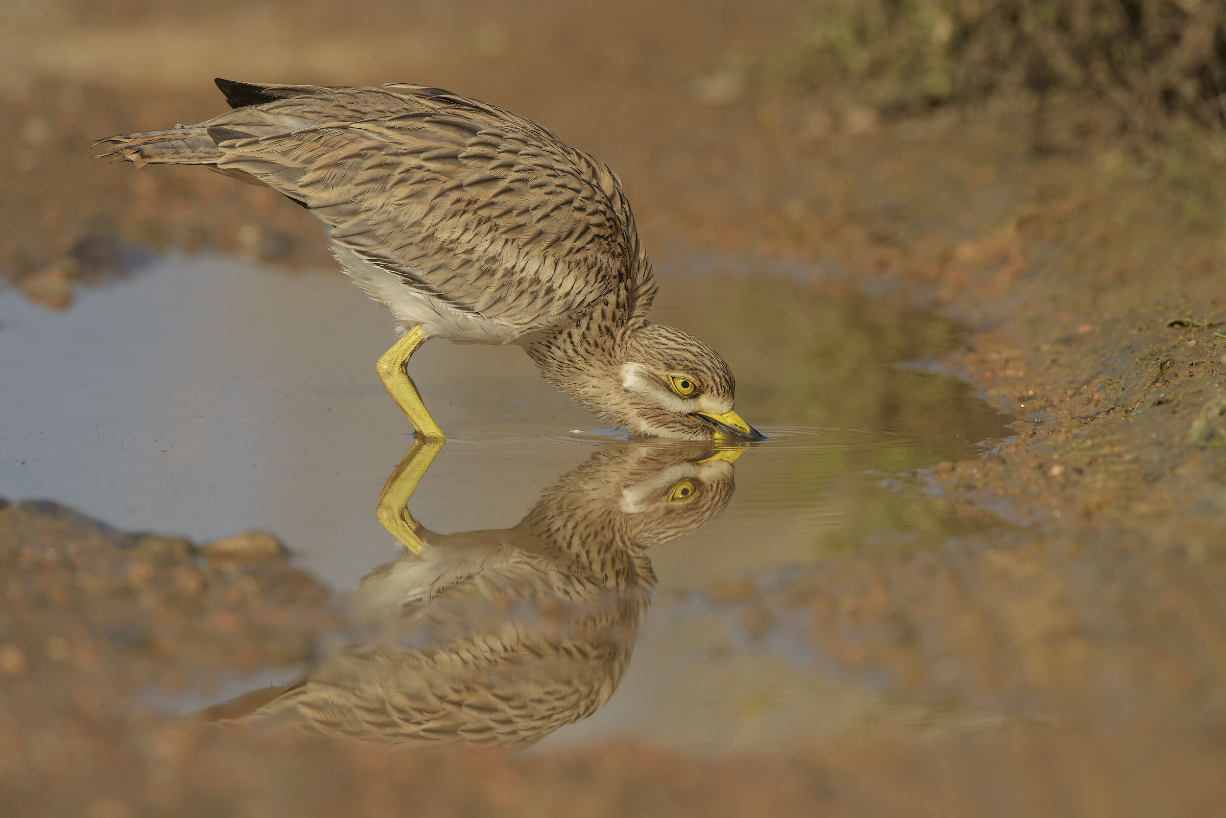 occhione all'abbeverata