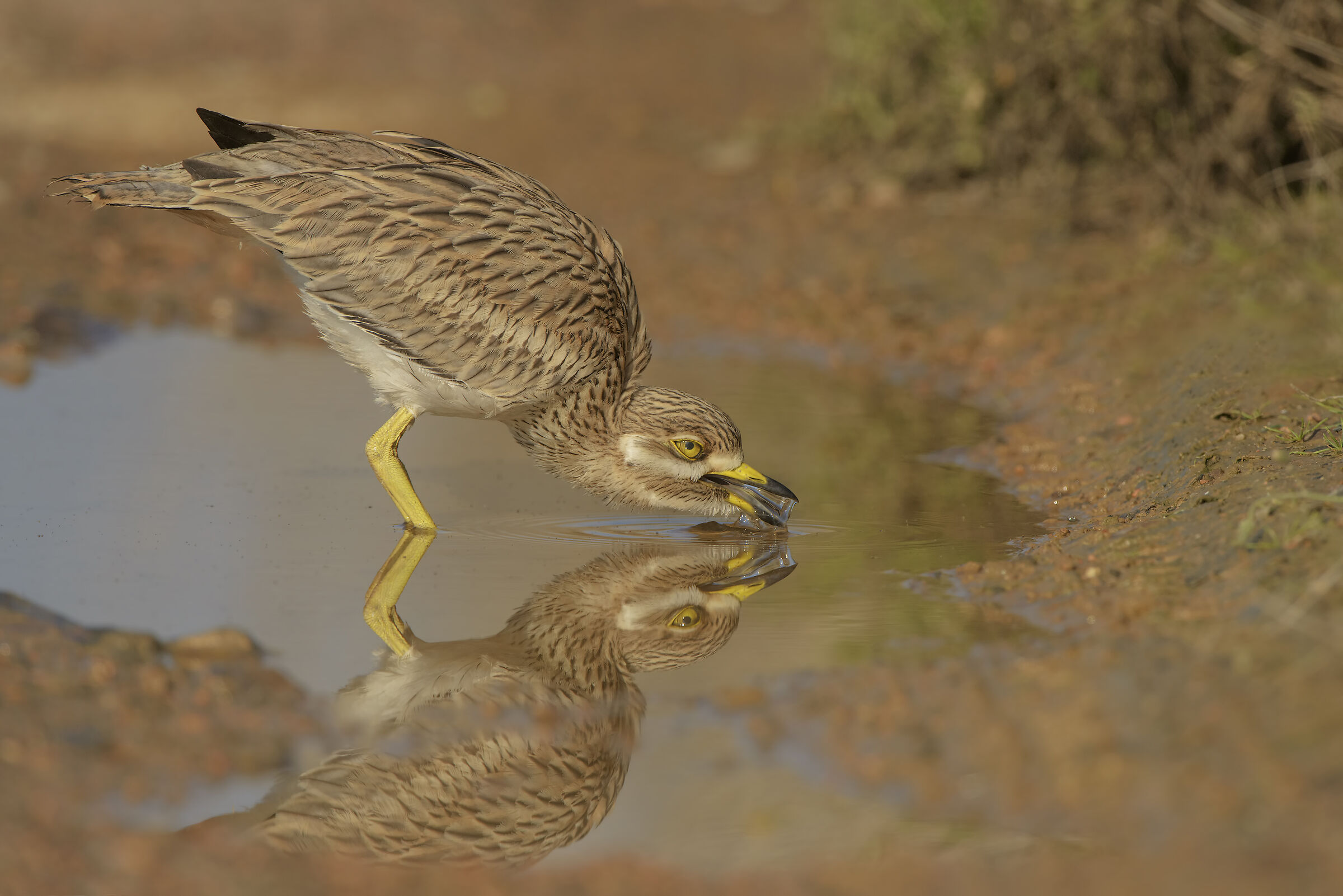 occhione all'abbeverata