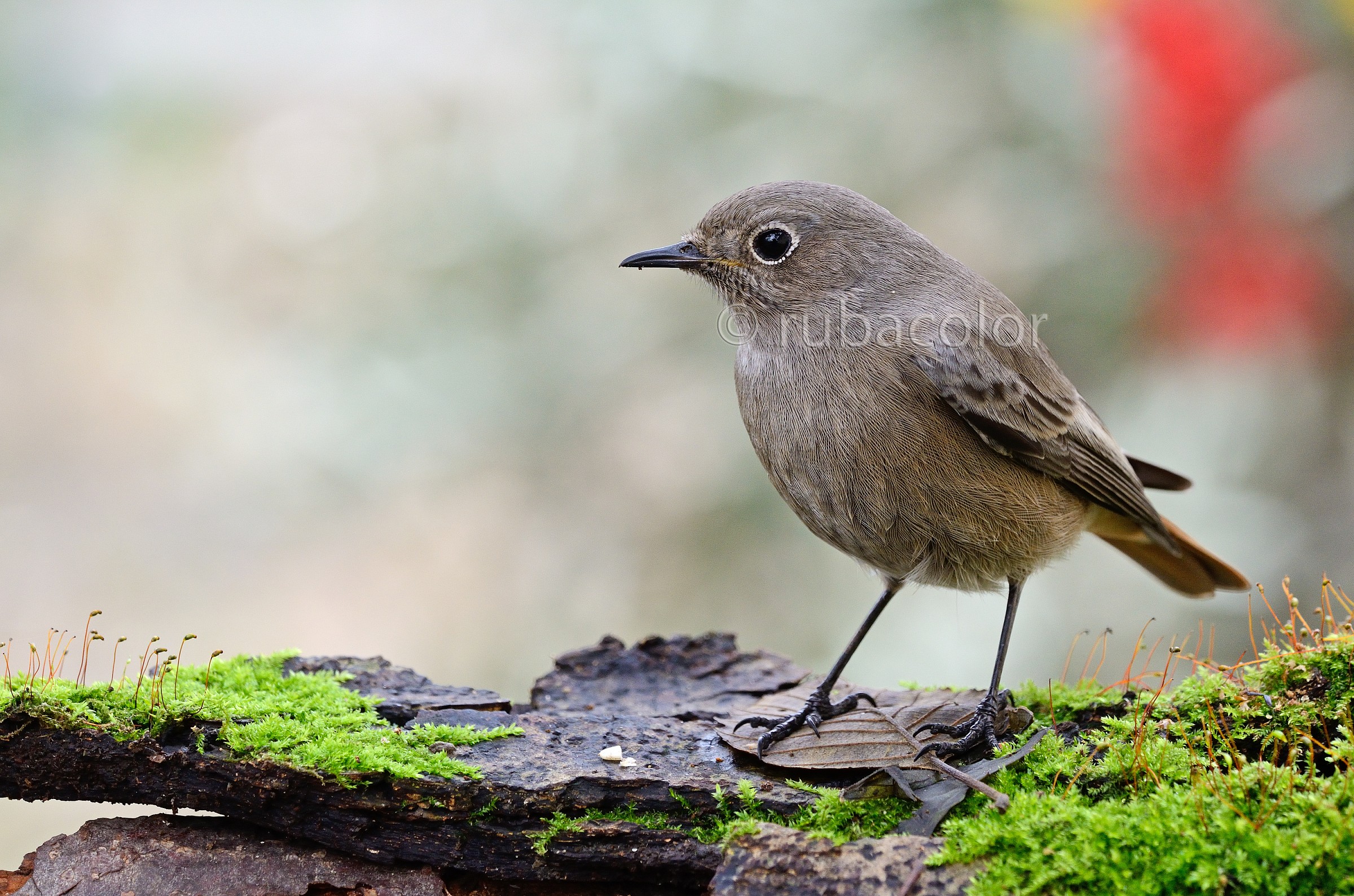 Femmina di codirosso triste