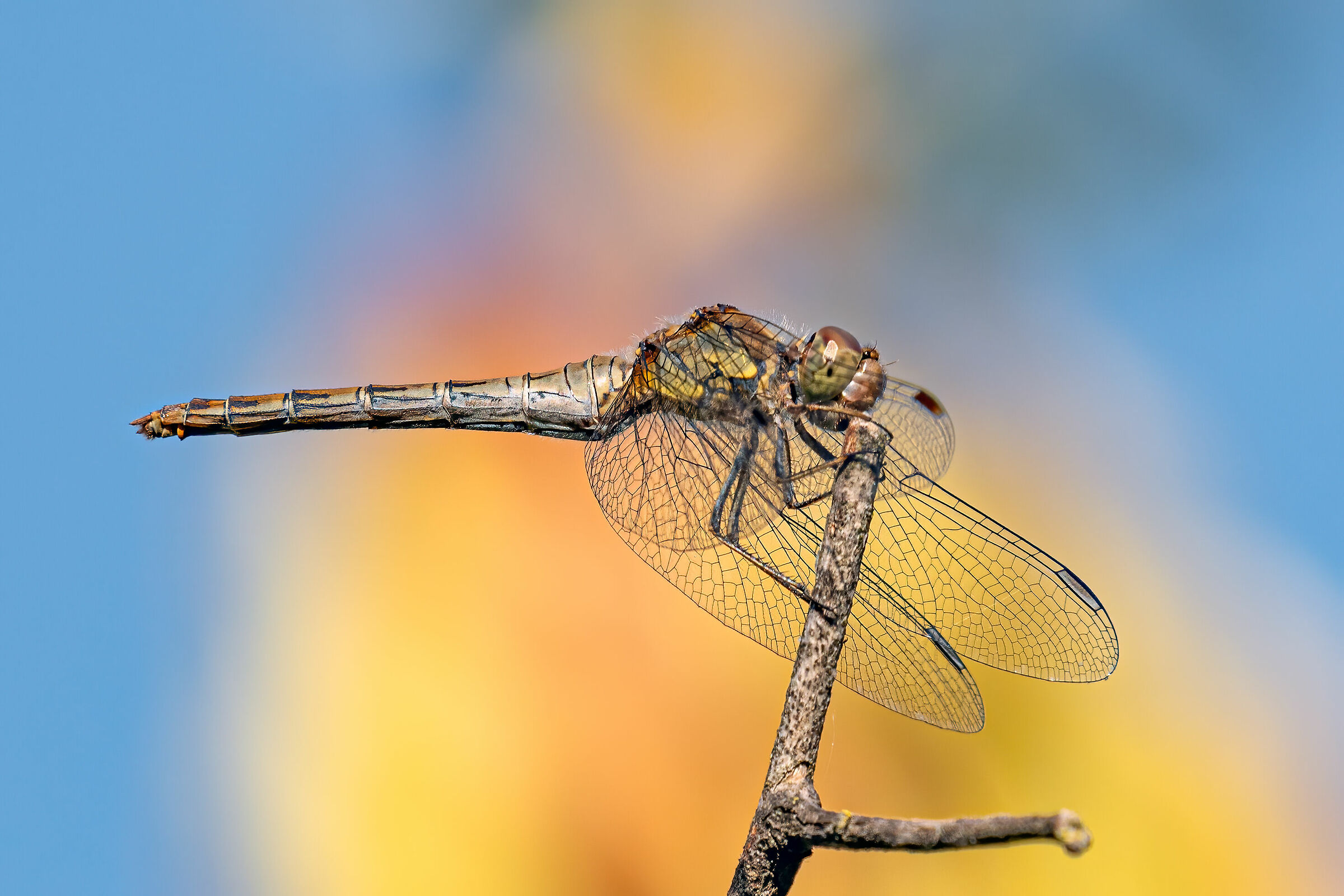 Dragonfly