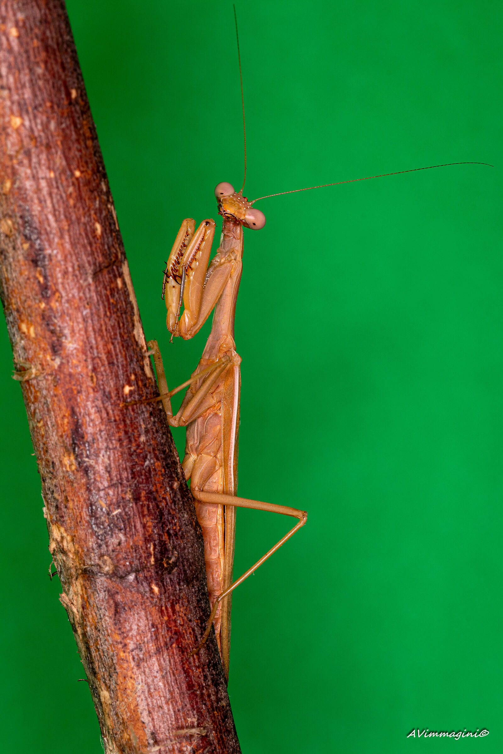 Forced mantis... Caxxo do you want? Problems?