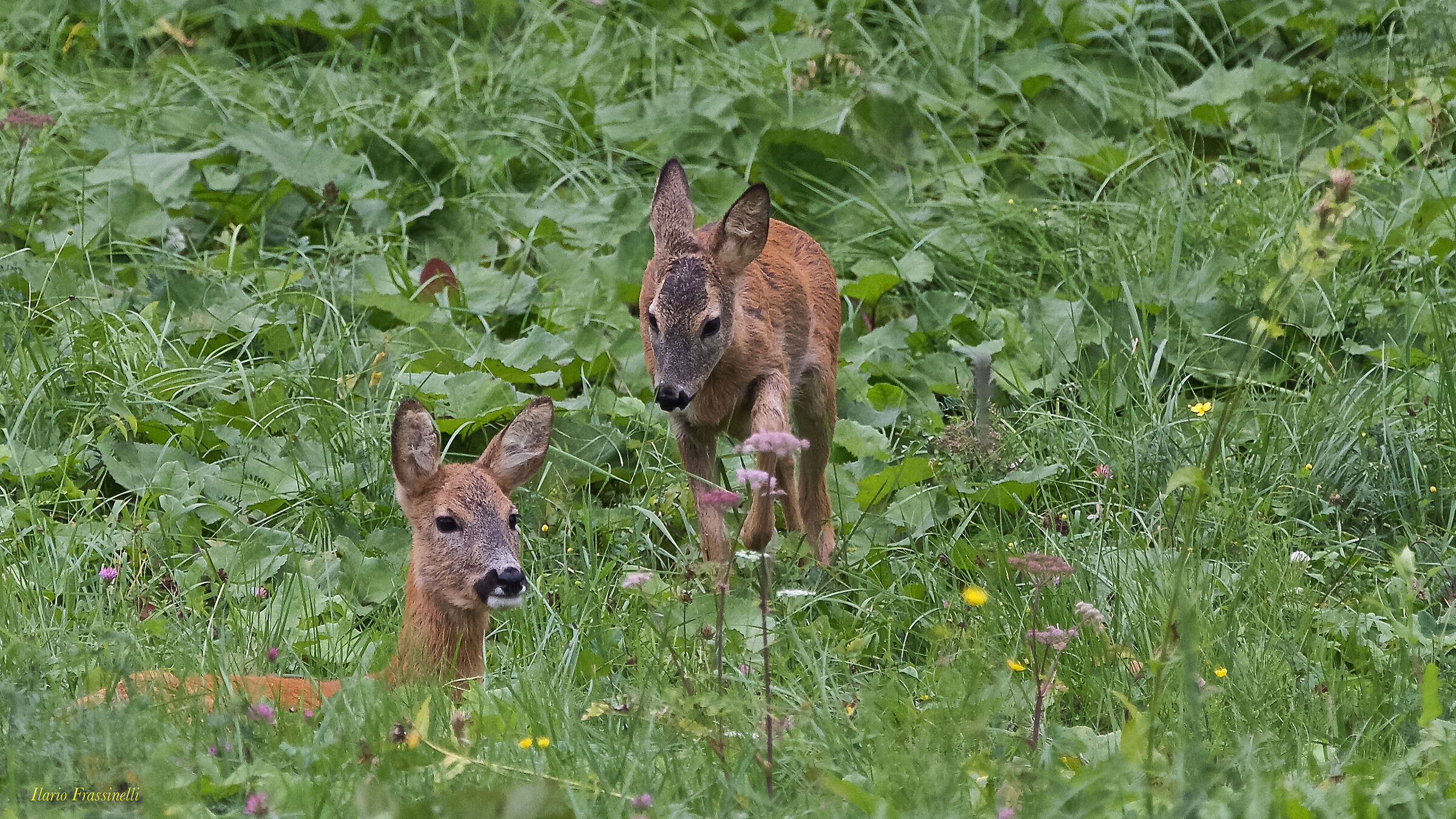 Caprioli, mother and daughter
