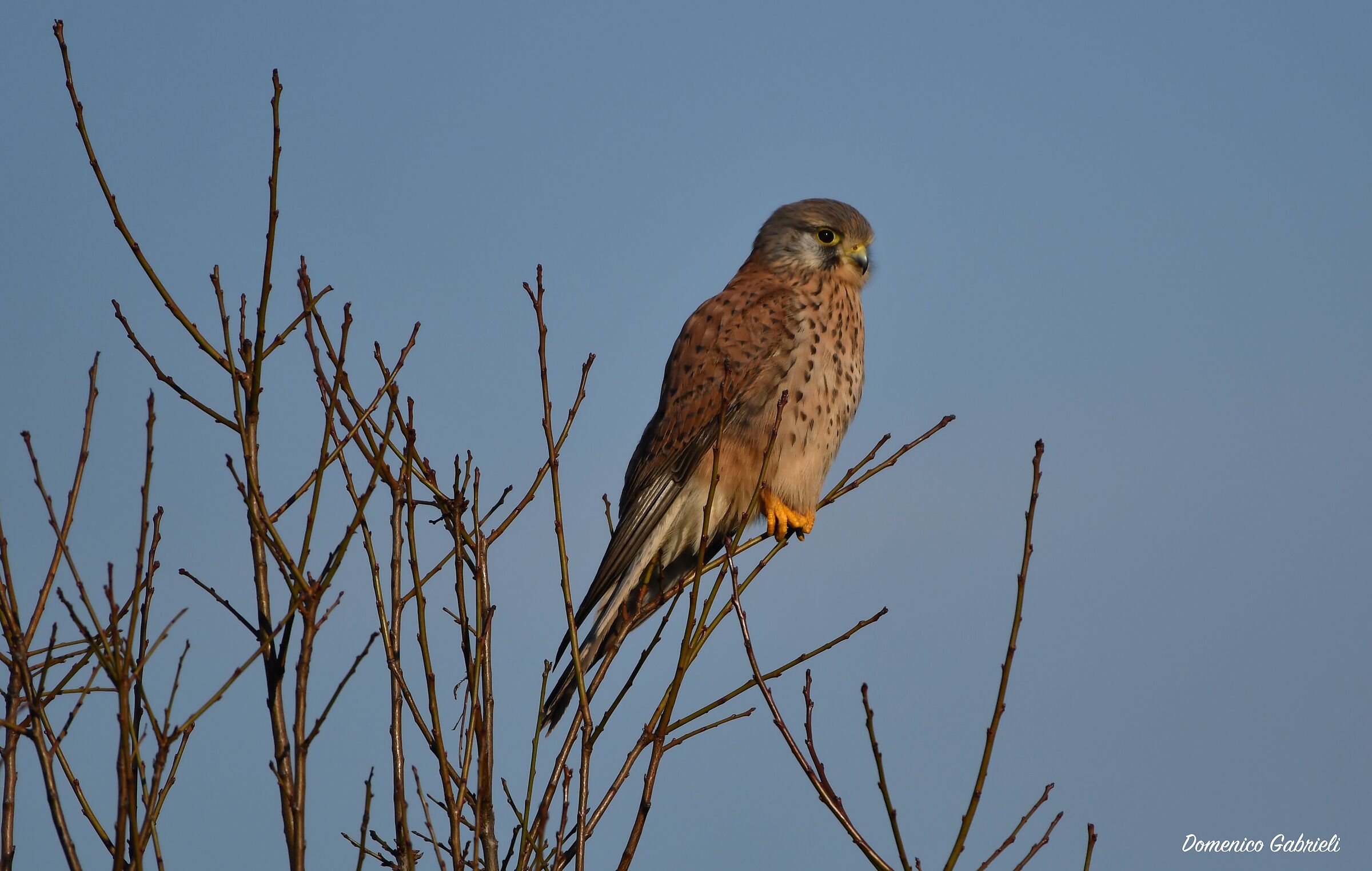 Kestrel