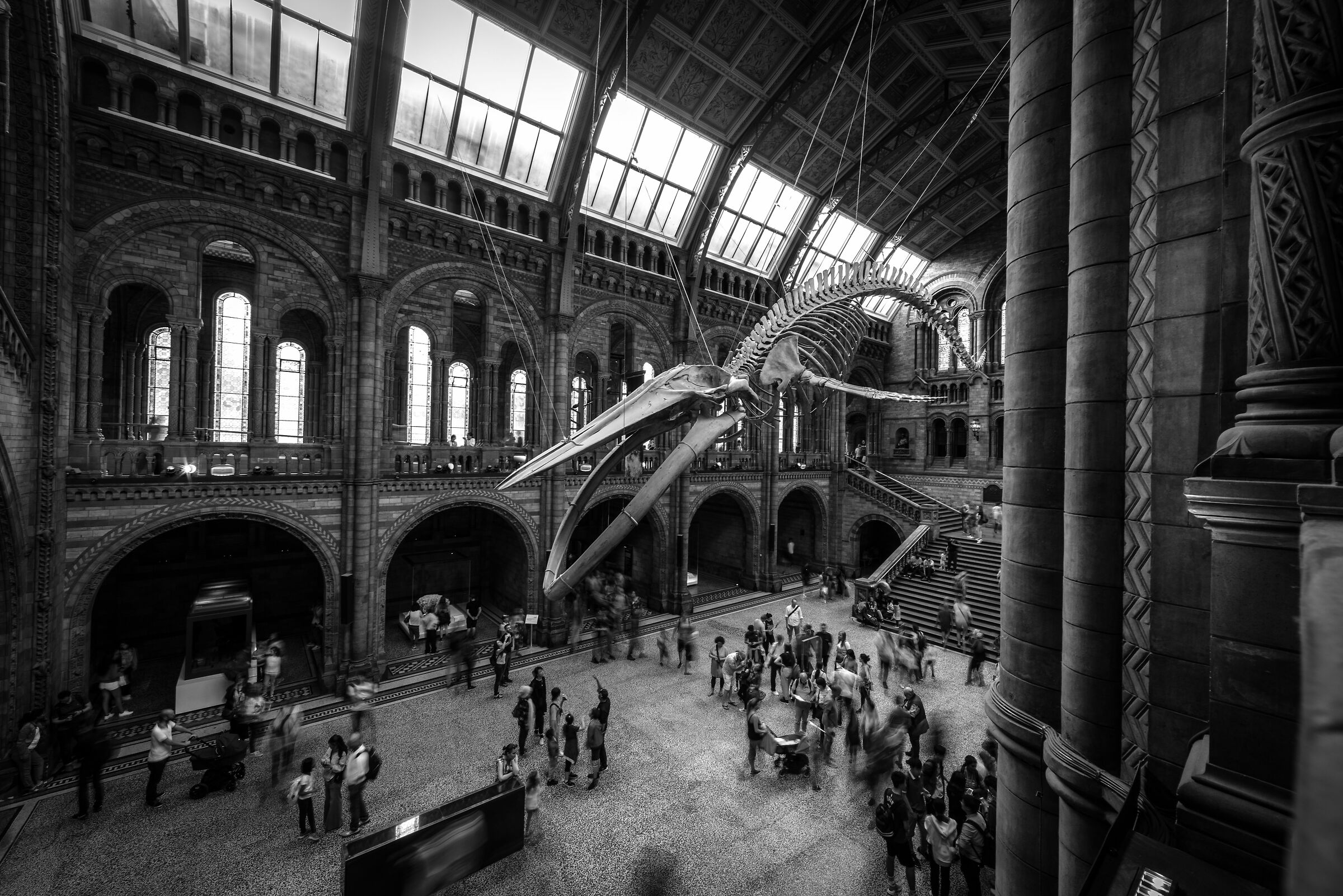The blue whale skeleton @Natural History Musemum