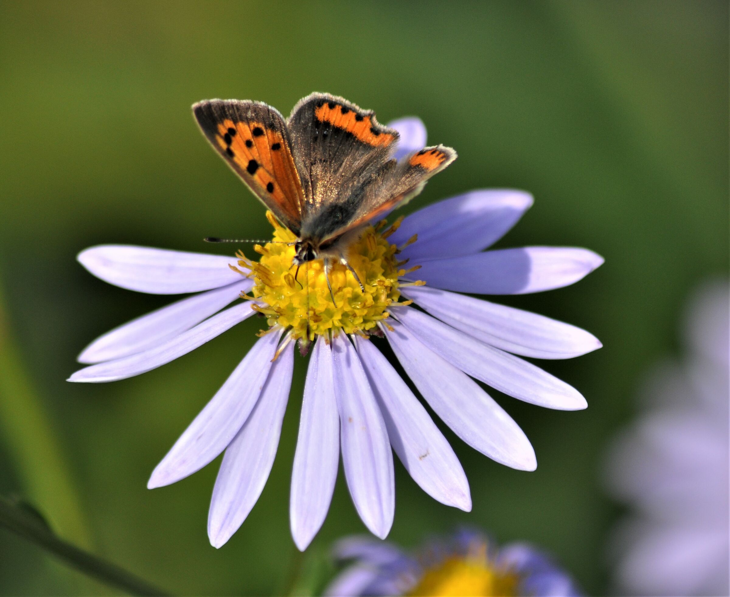 flowering of Aster Herrorio the Gorra