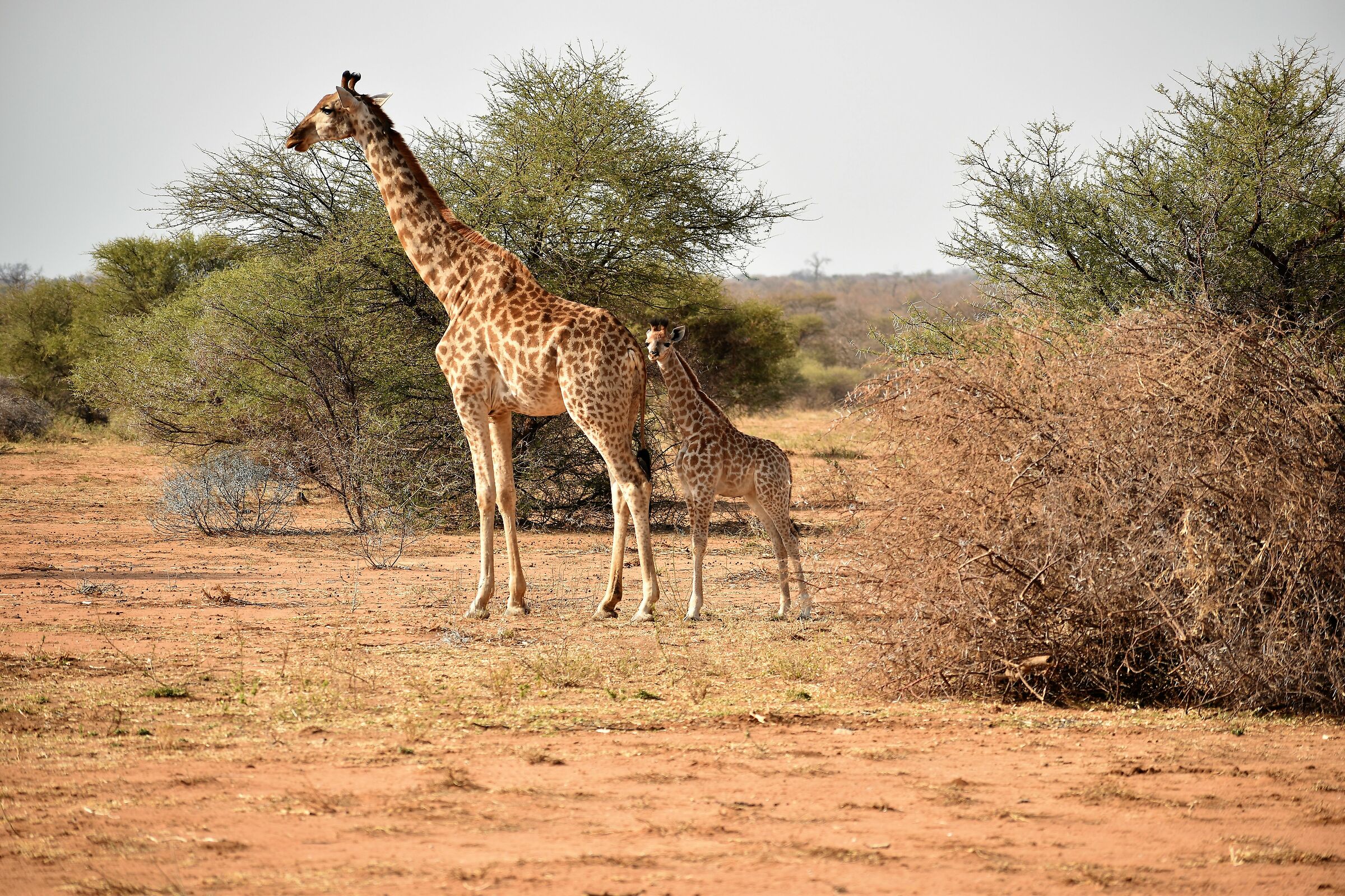 L'eleganza della giraffa