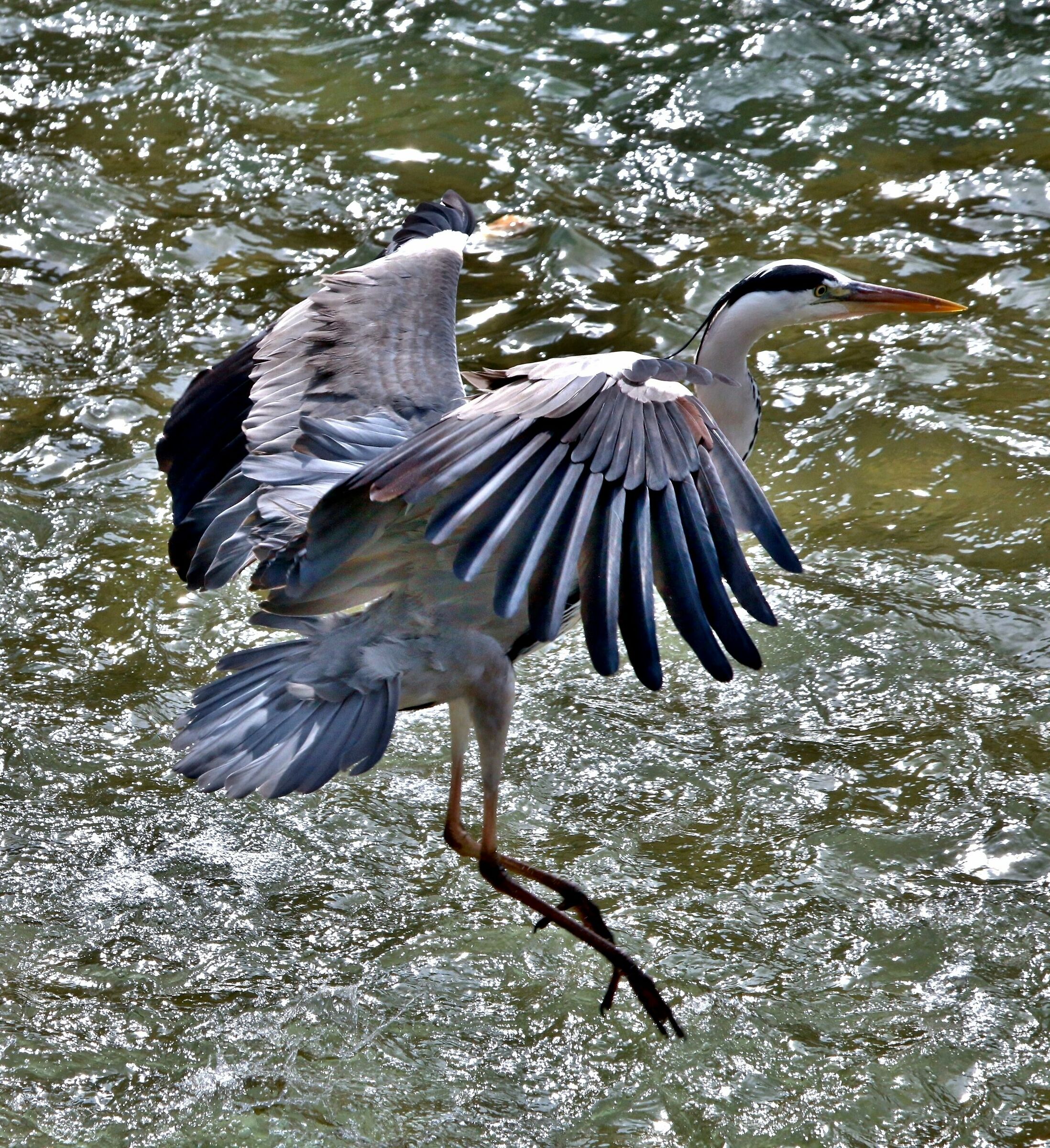 Airone cinerino in atterraggio