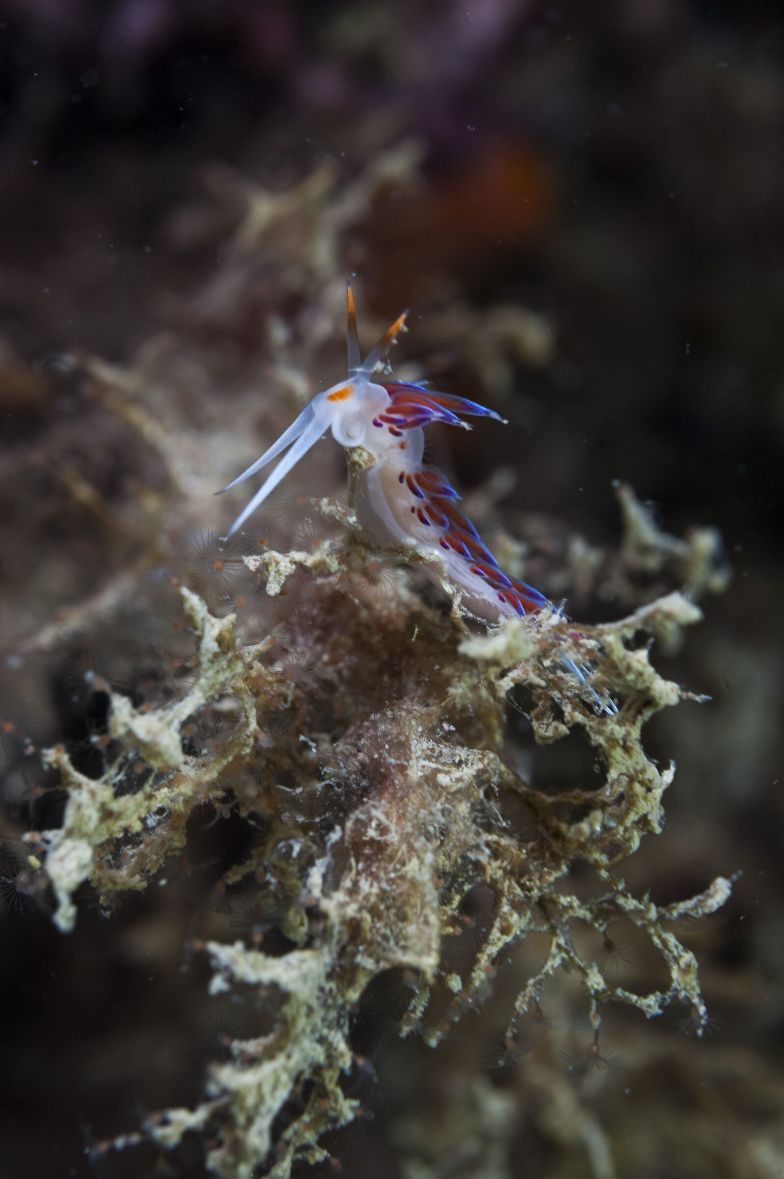 her majesty the Cratena Peregrina