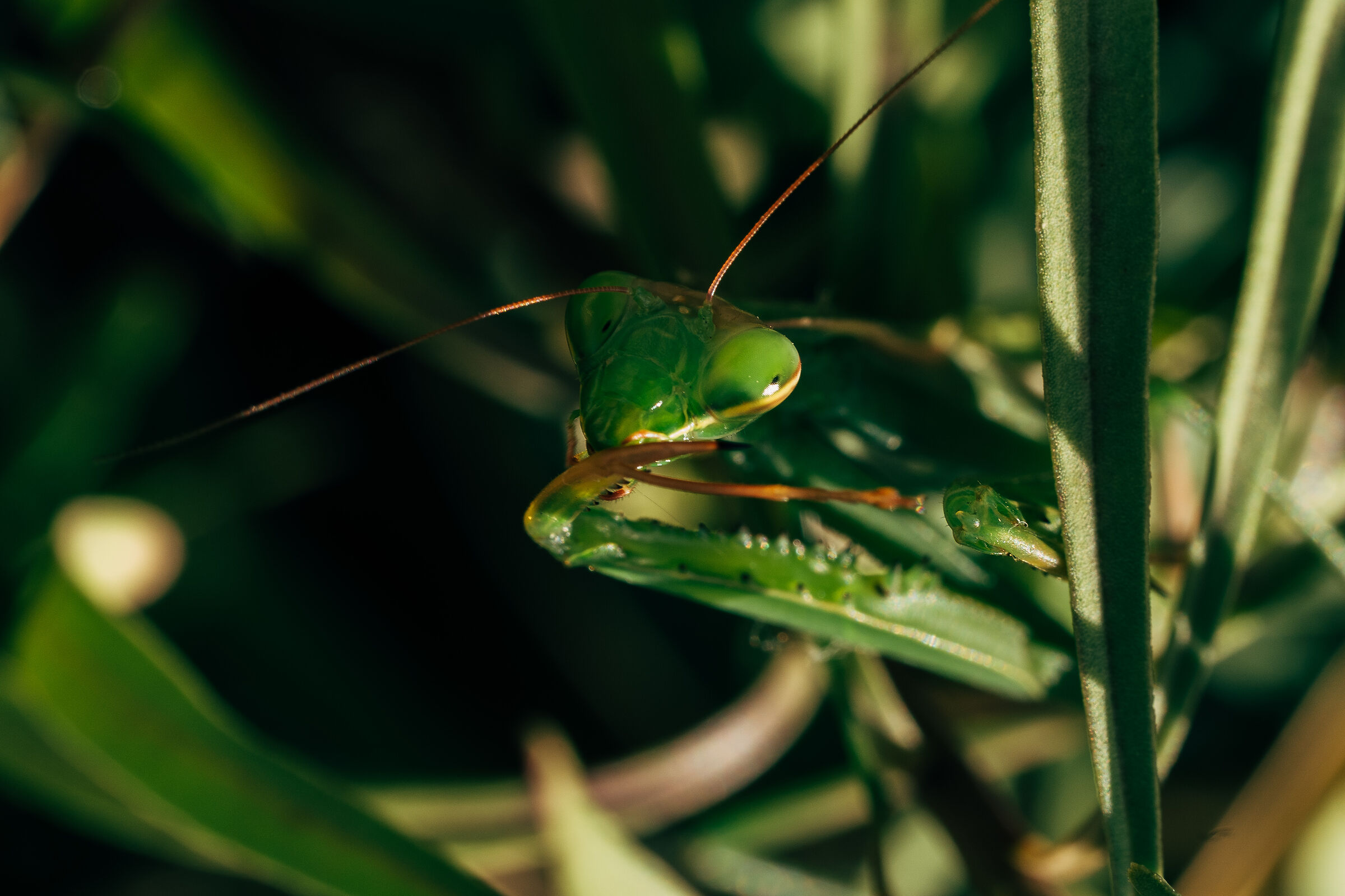 Taking care of blades