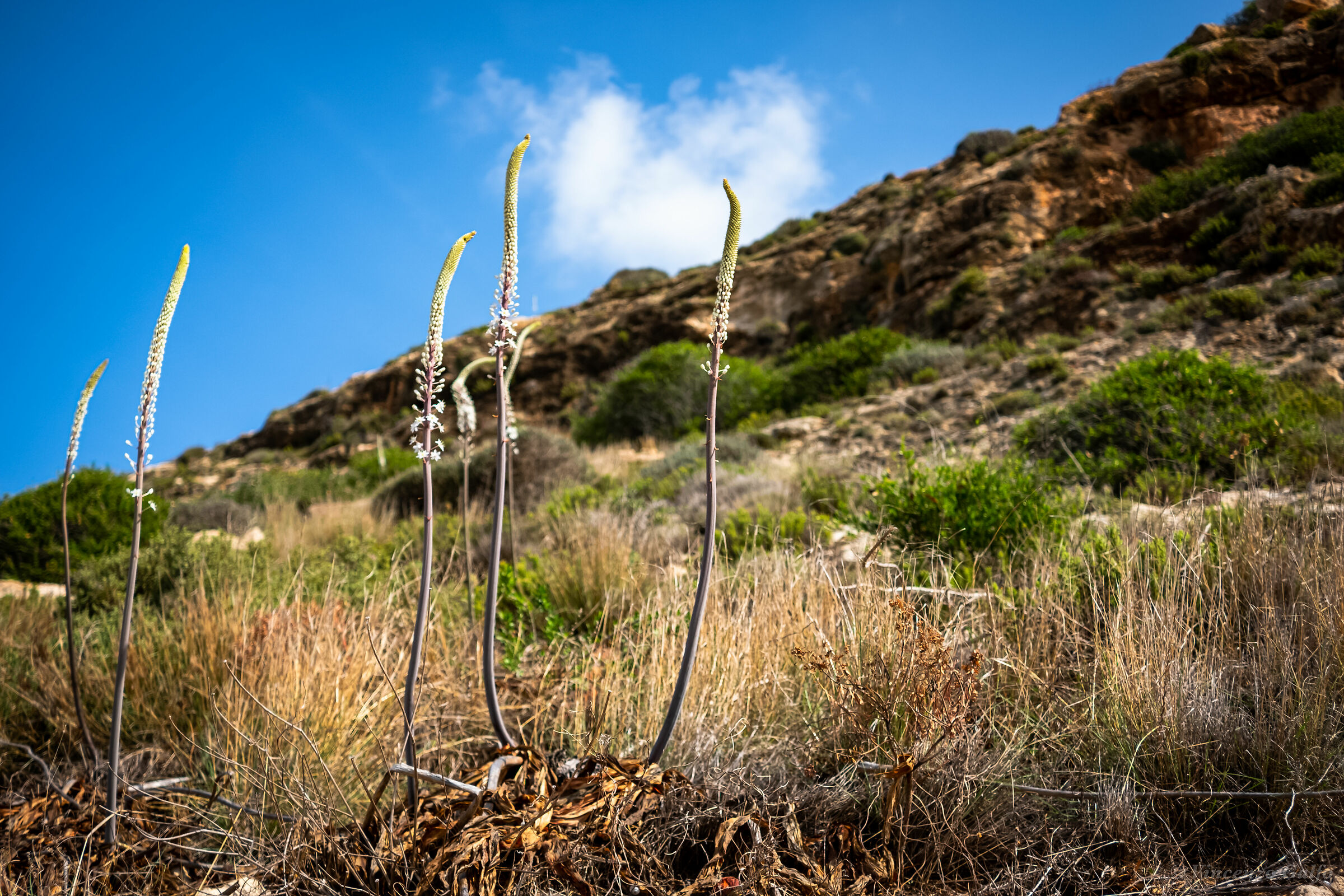 Sicilian Flora