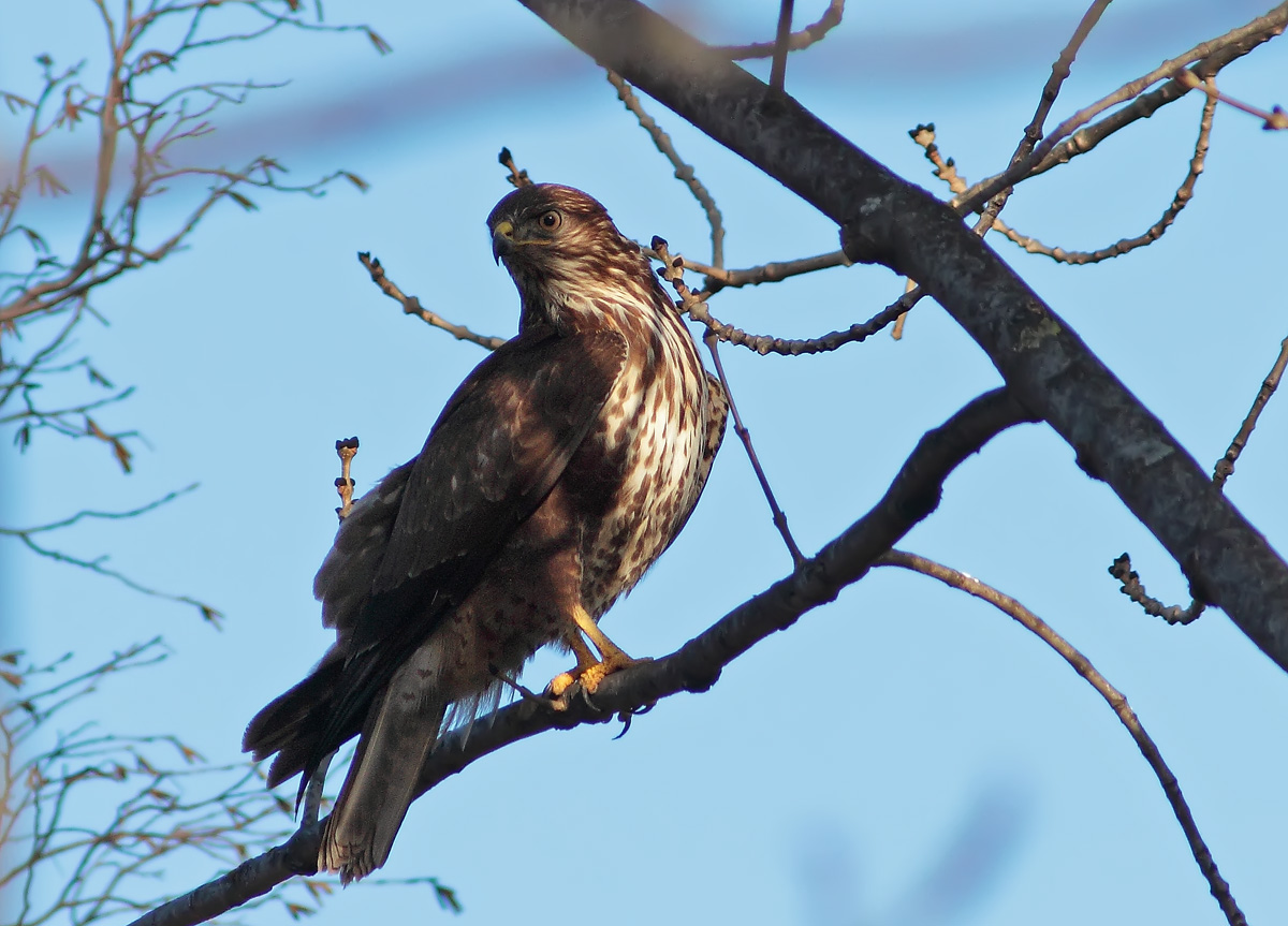 Buzzard