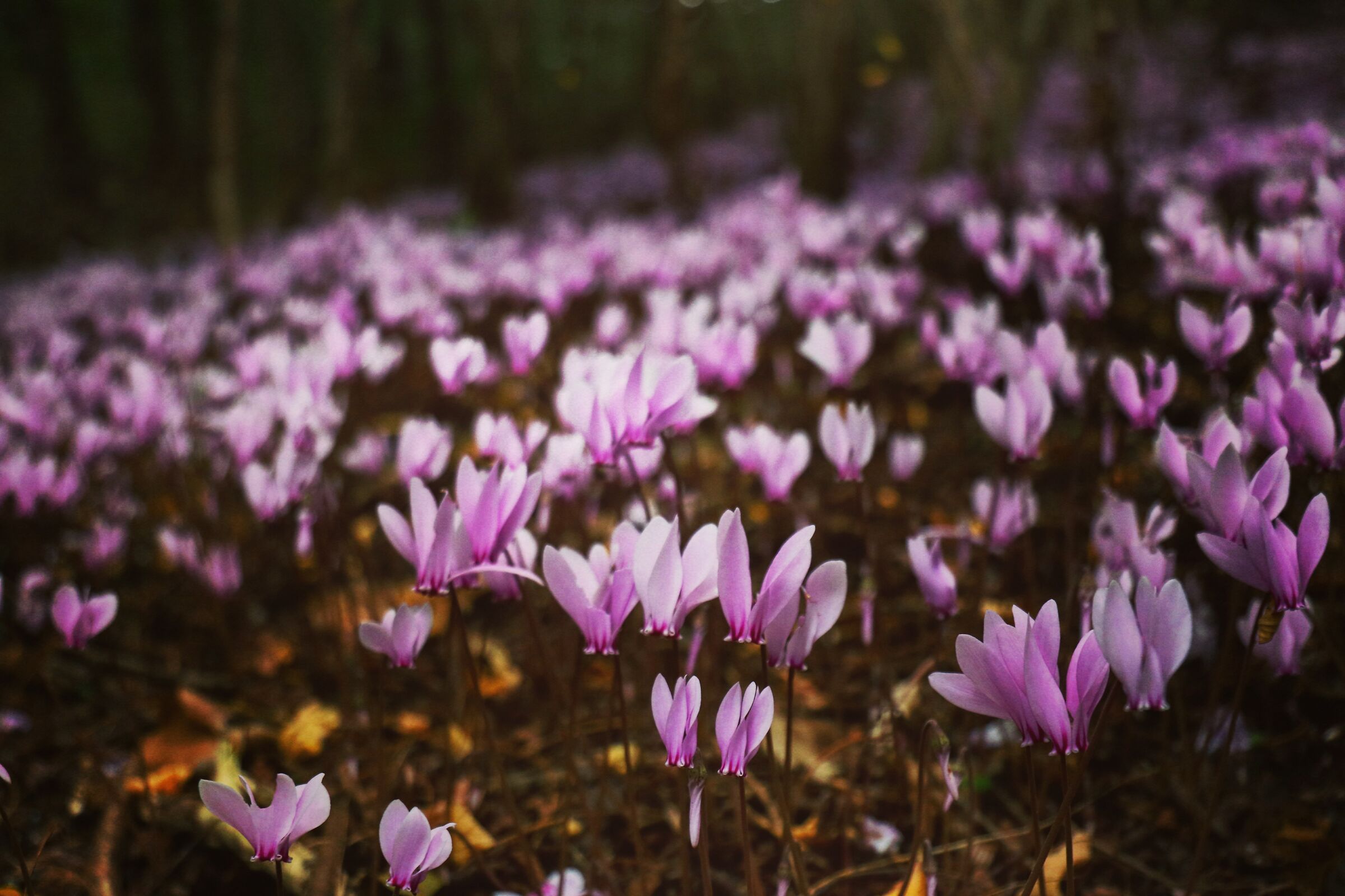 Cyclamen