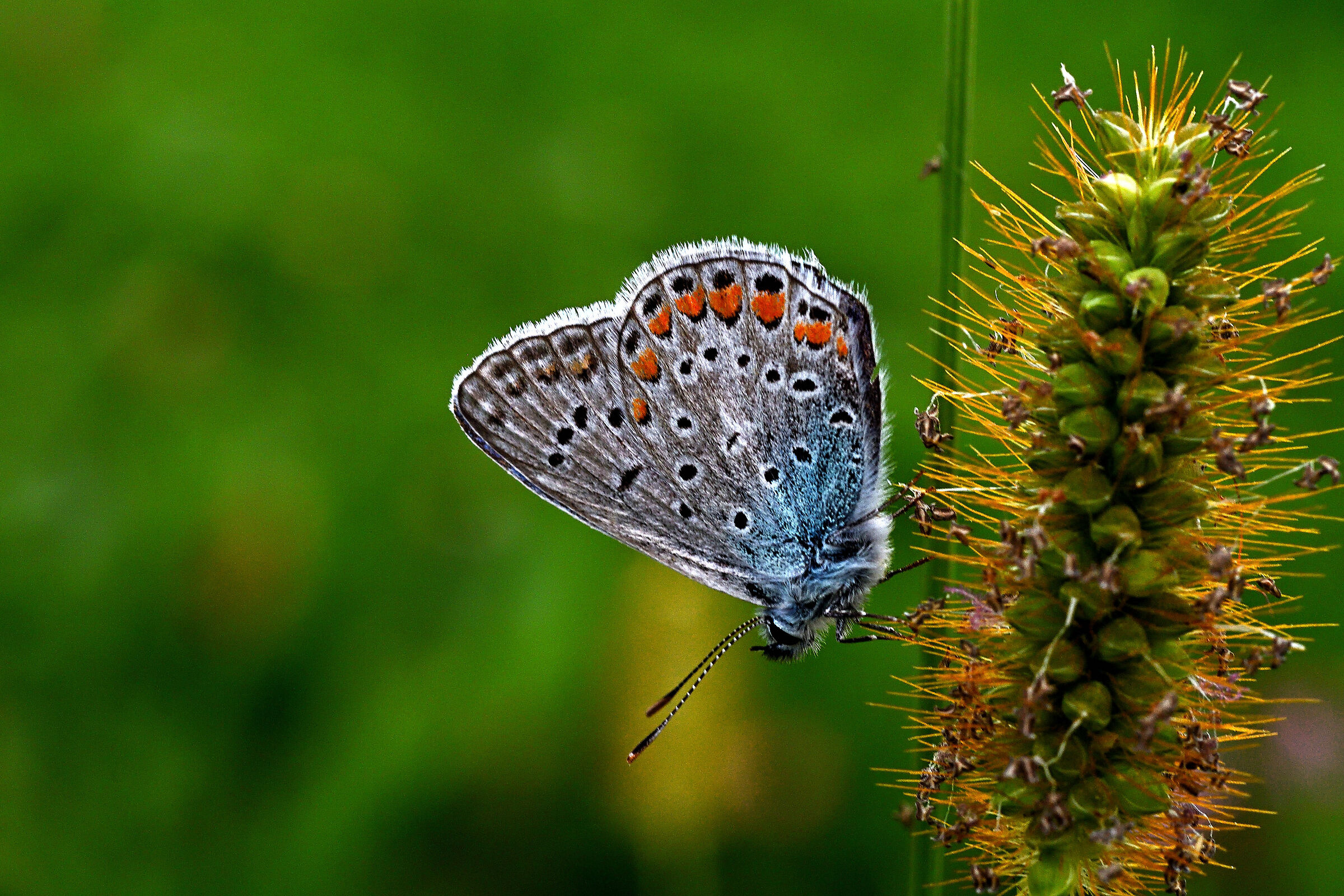 Polyommatus Icarus