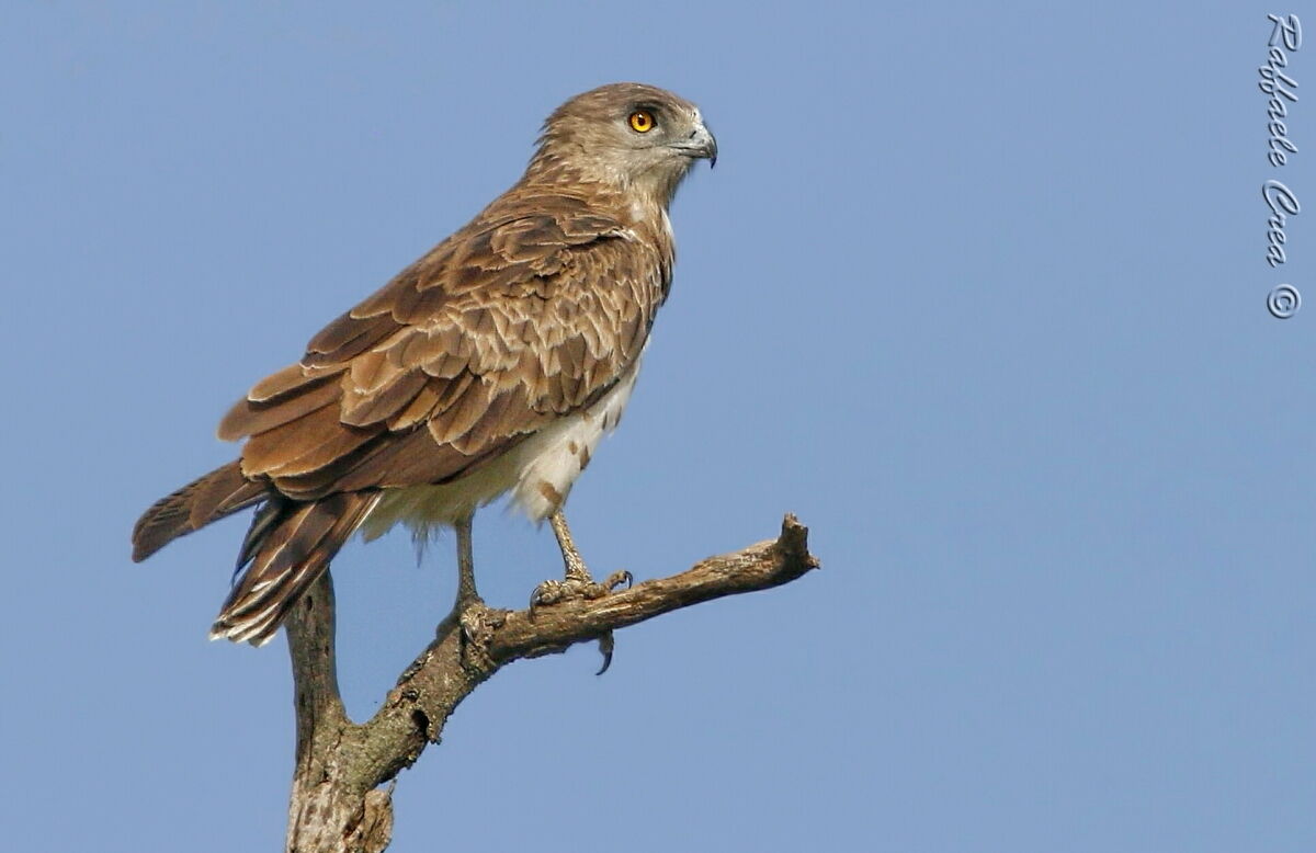 White or Eagle of the Snakes