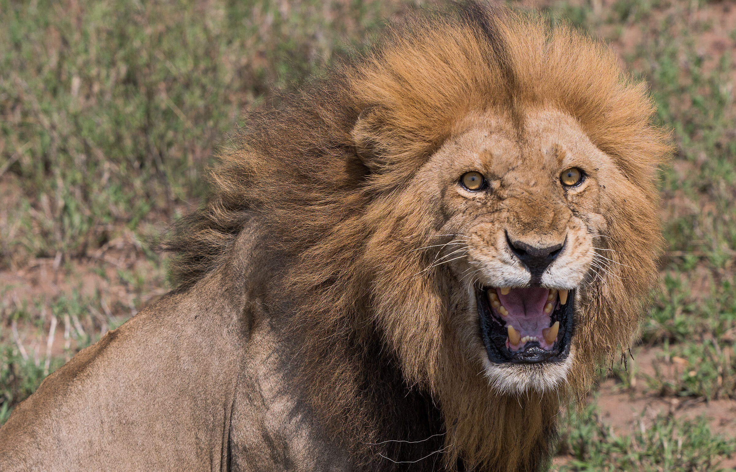 Il discorso del re !