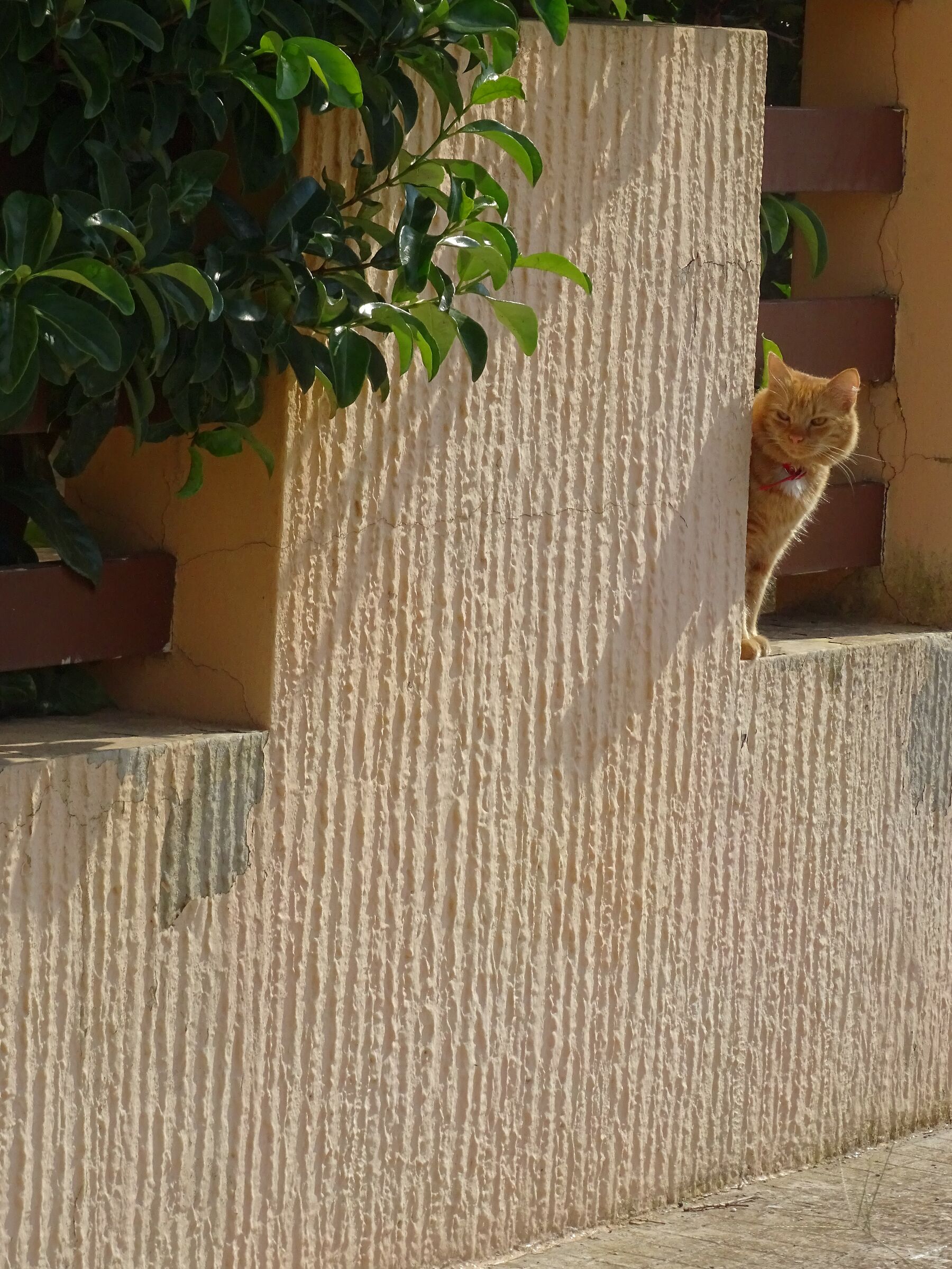 Nocsi or street guard?:)