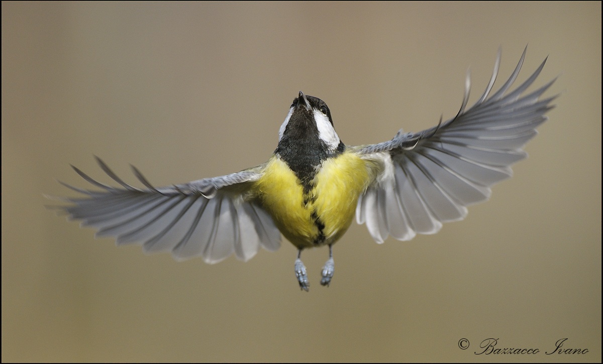 Great Tit