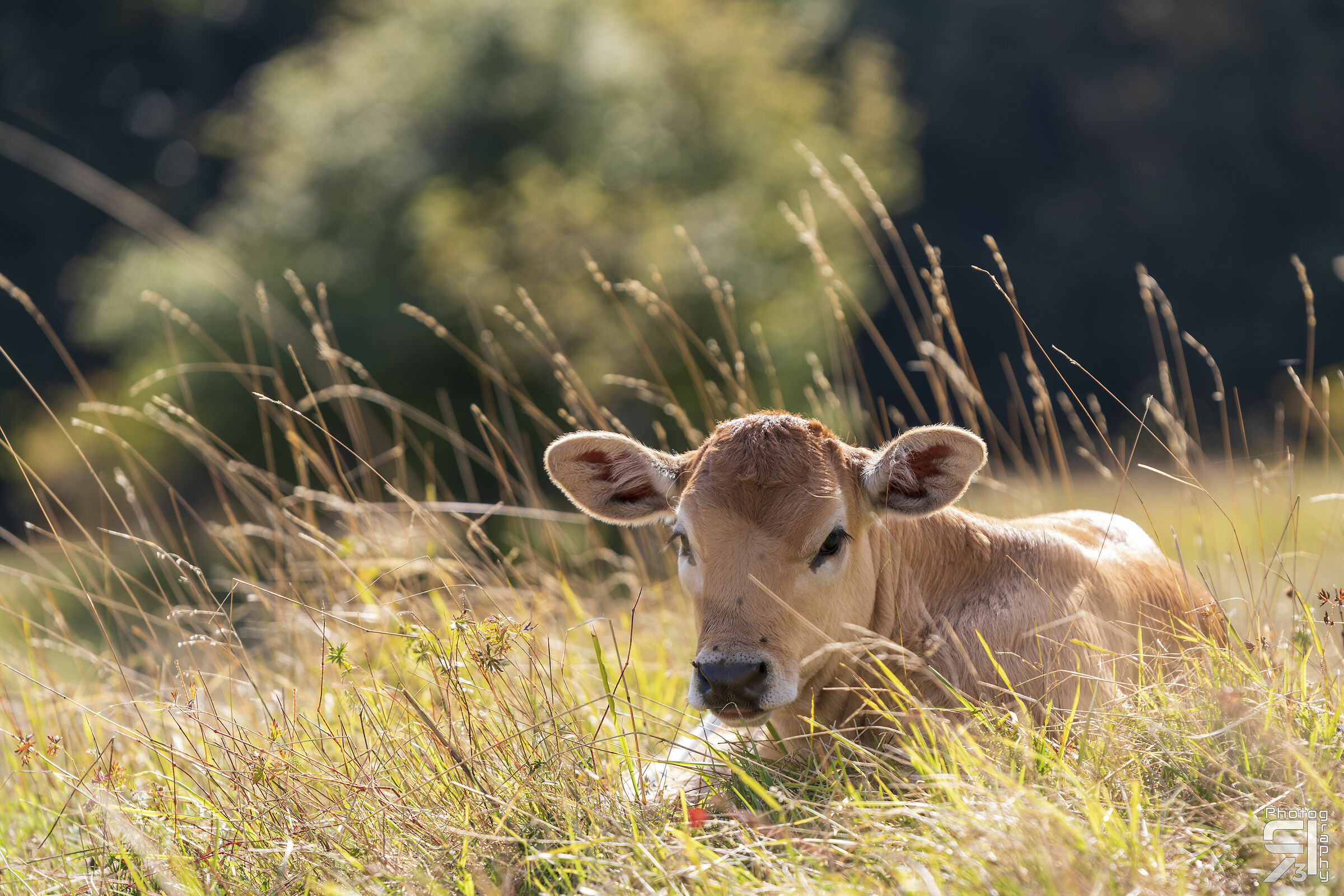 Calf resting in the sun