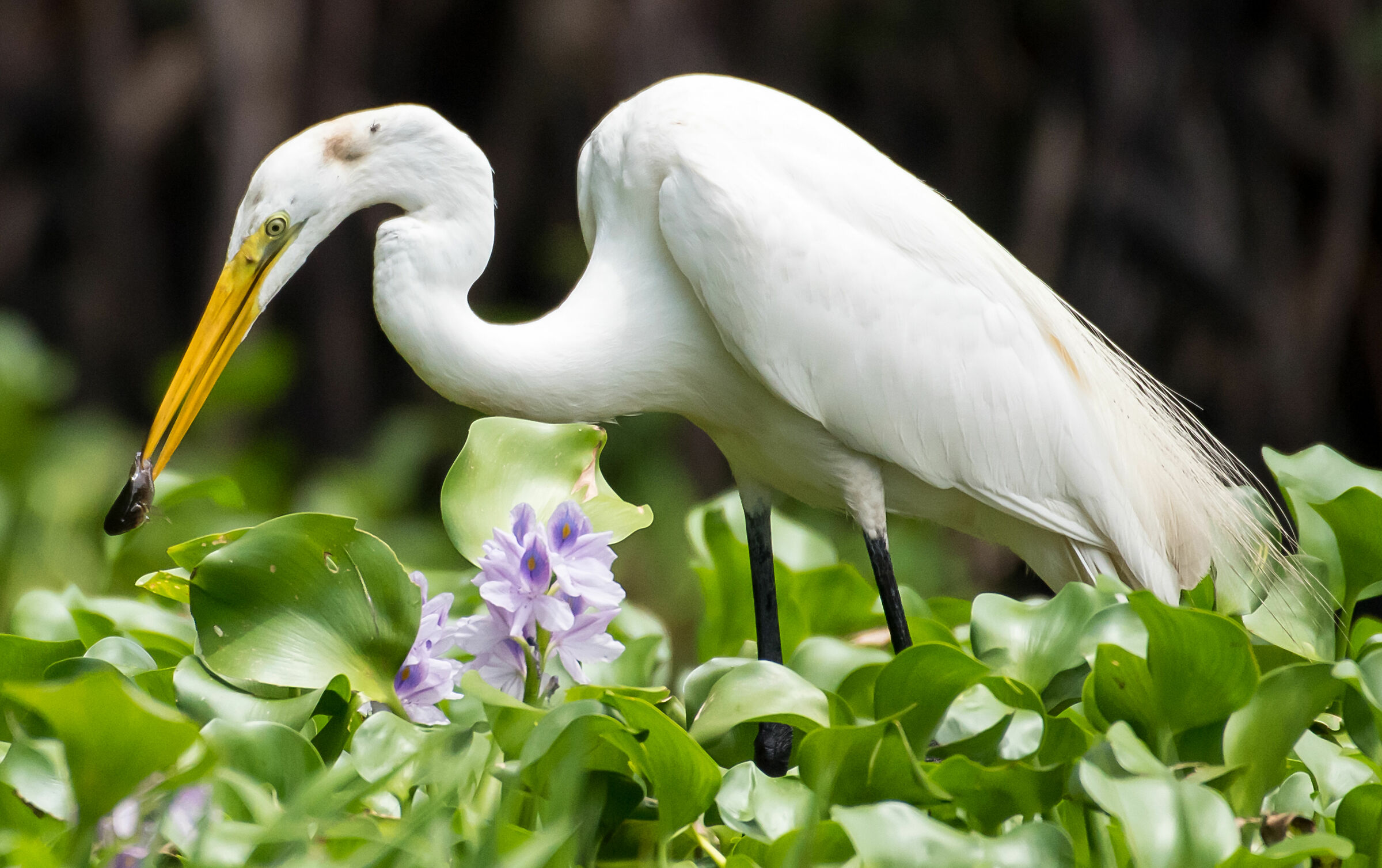 Ardea alba