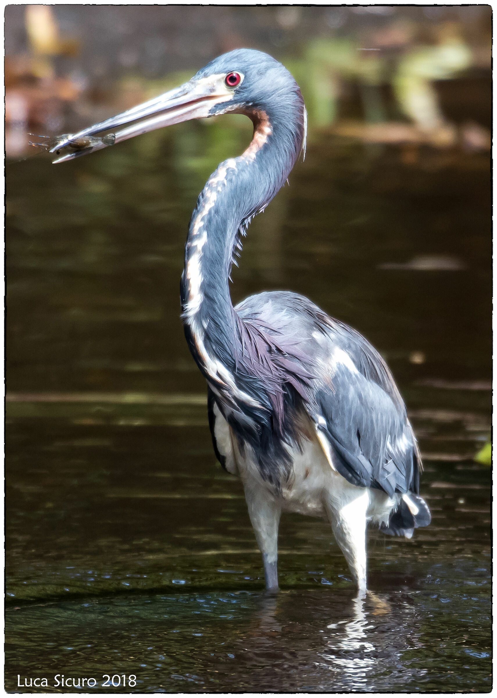 Airone Tricolore (Egretta Tricolor)
