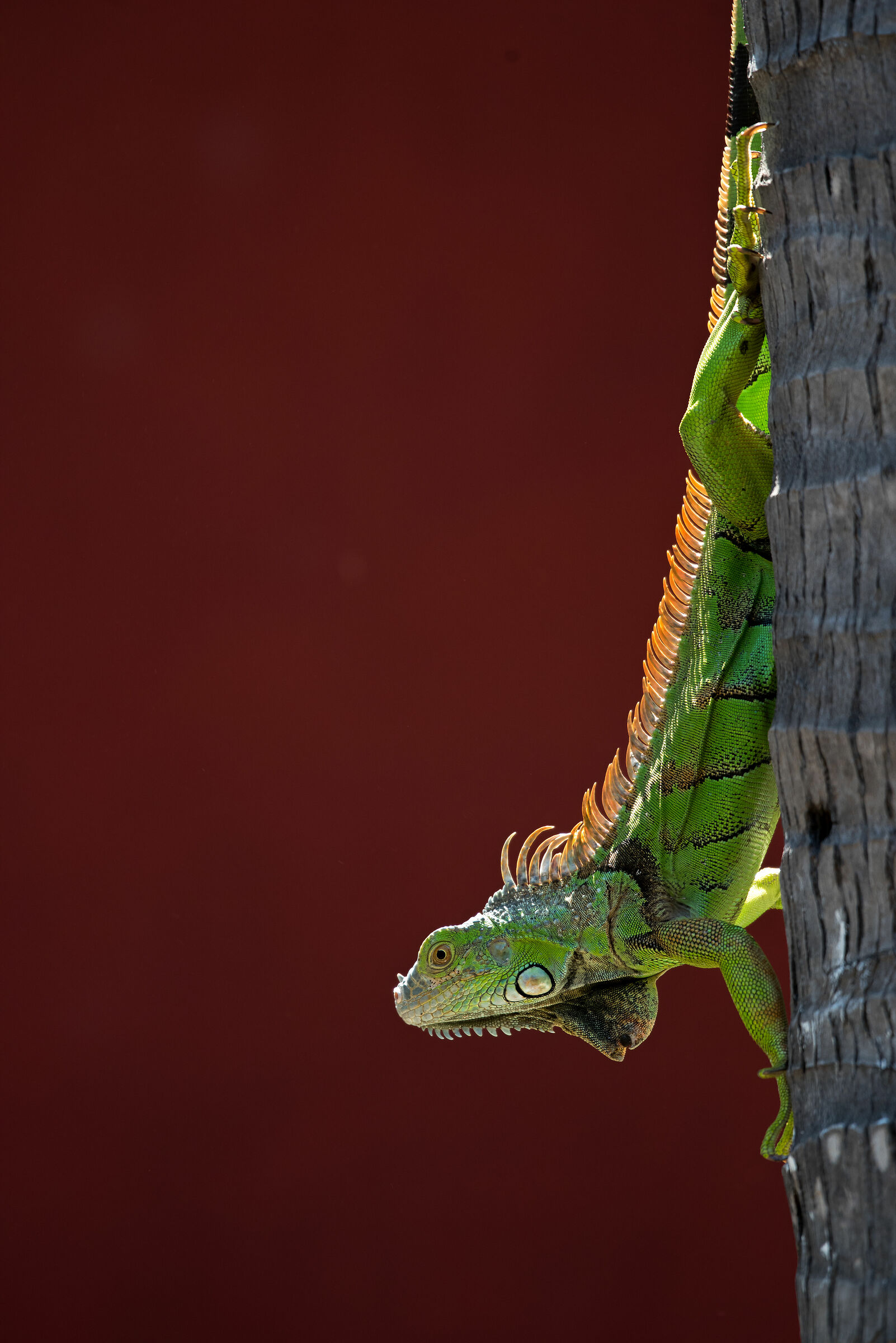 Iguana verde