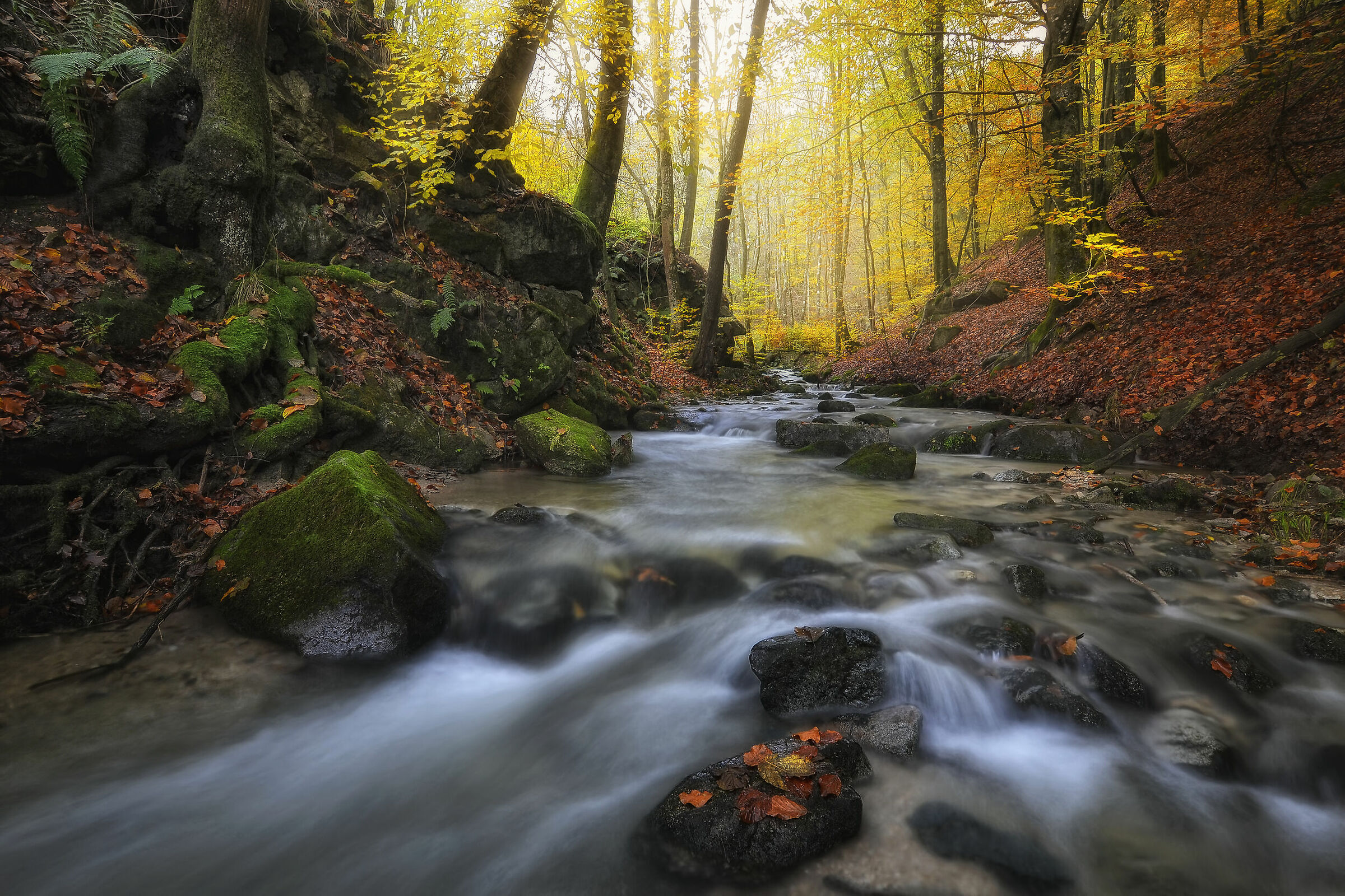 Autumn river