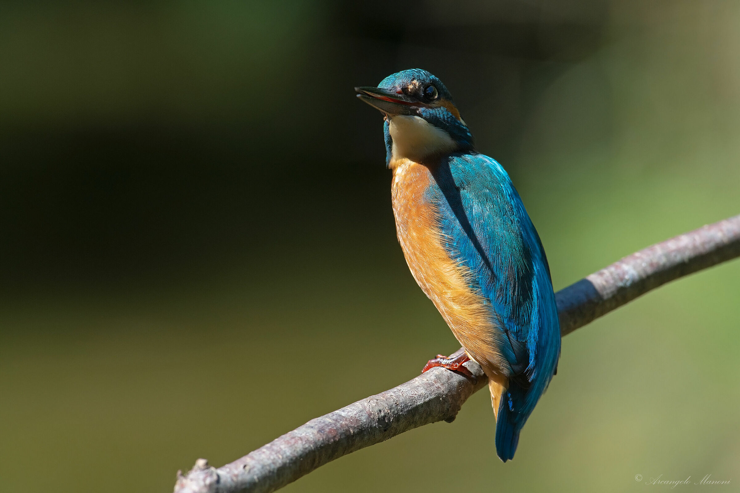 Midday sun on the martin