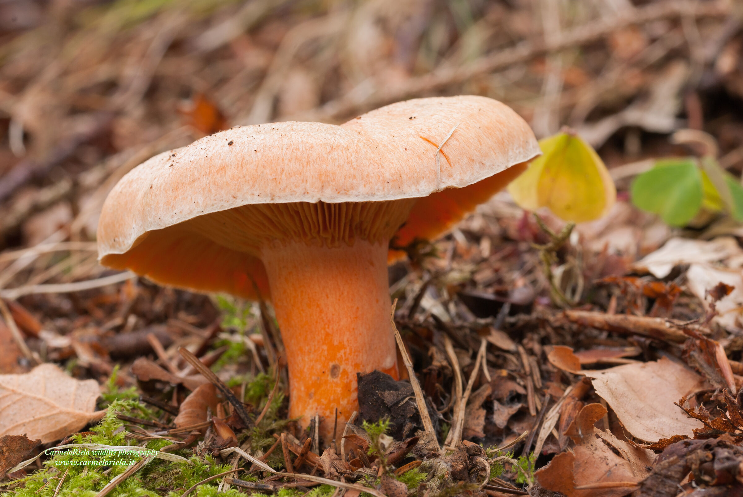 Blood Mushroom (Lactarius deterrimus Groger)