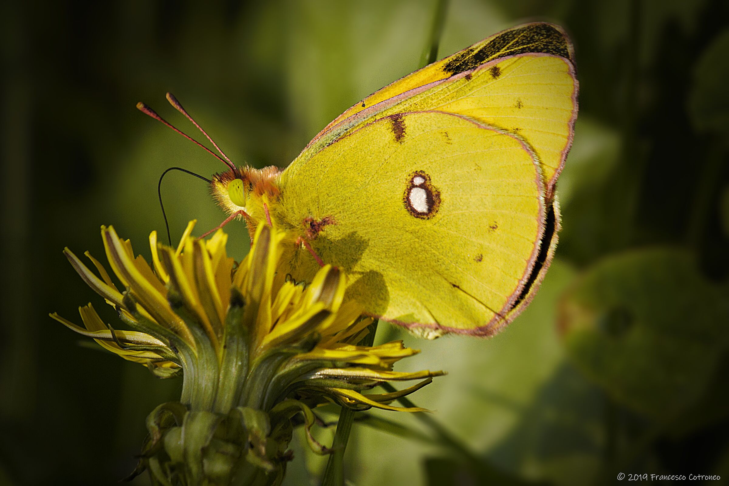 Farfallina sei bellissima...