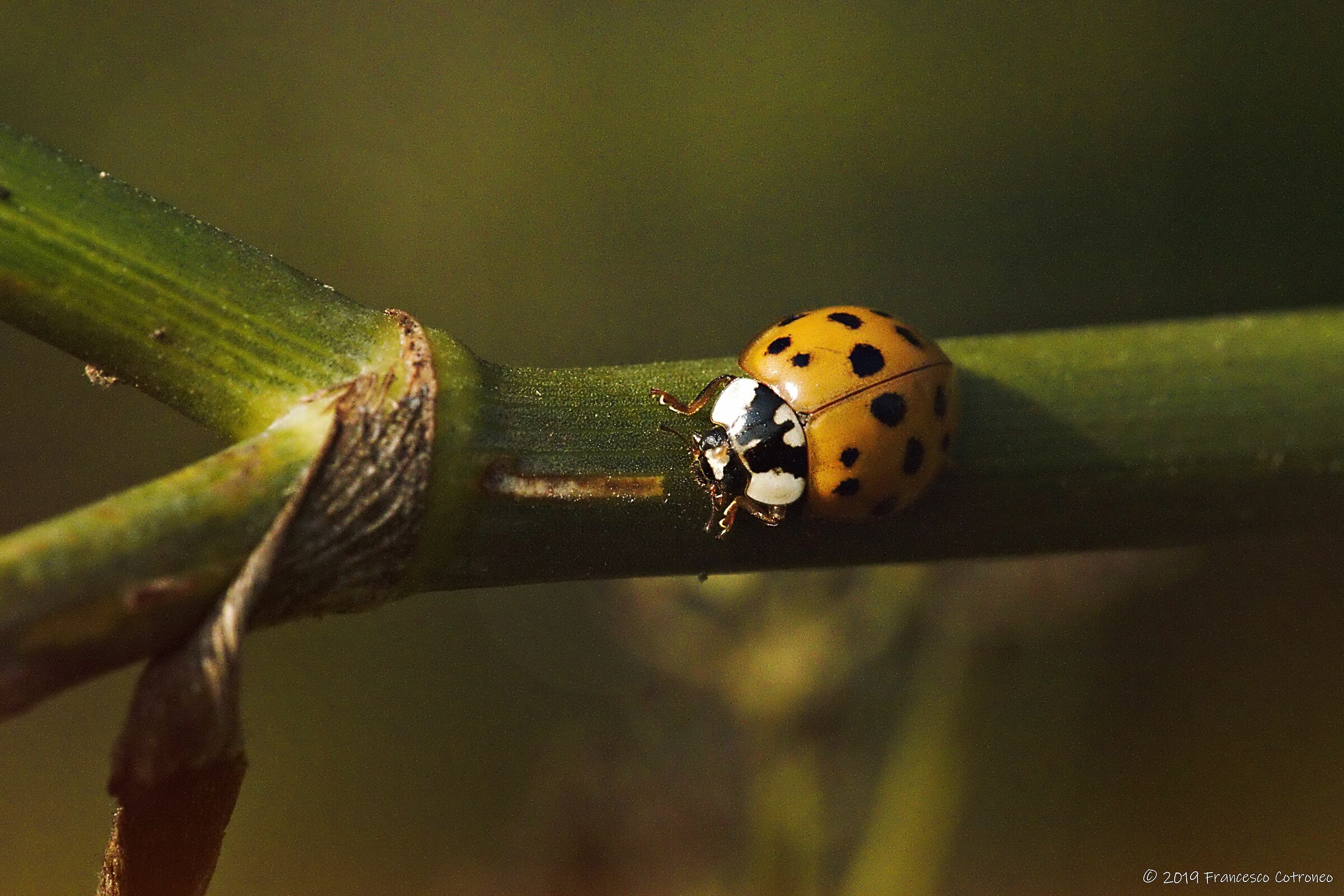 Cocinella mia cara...