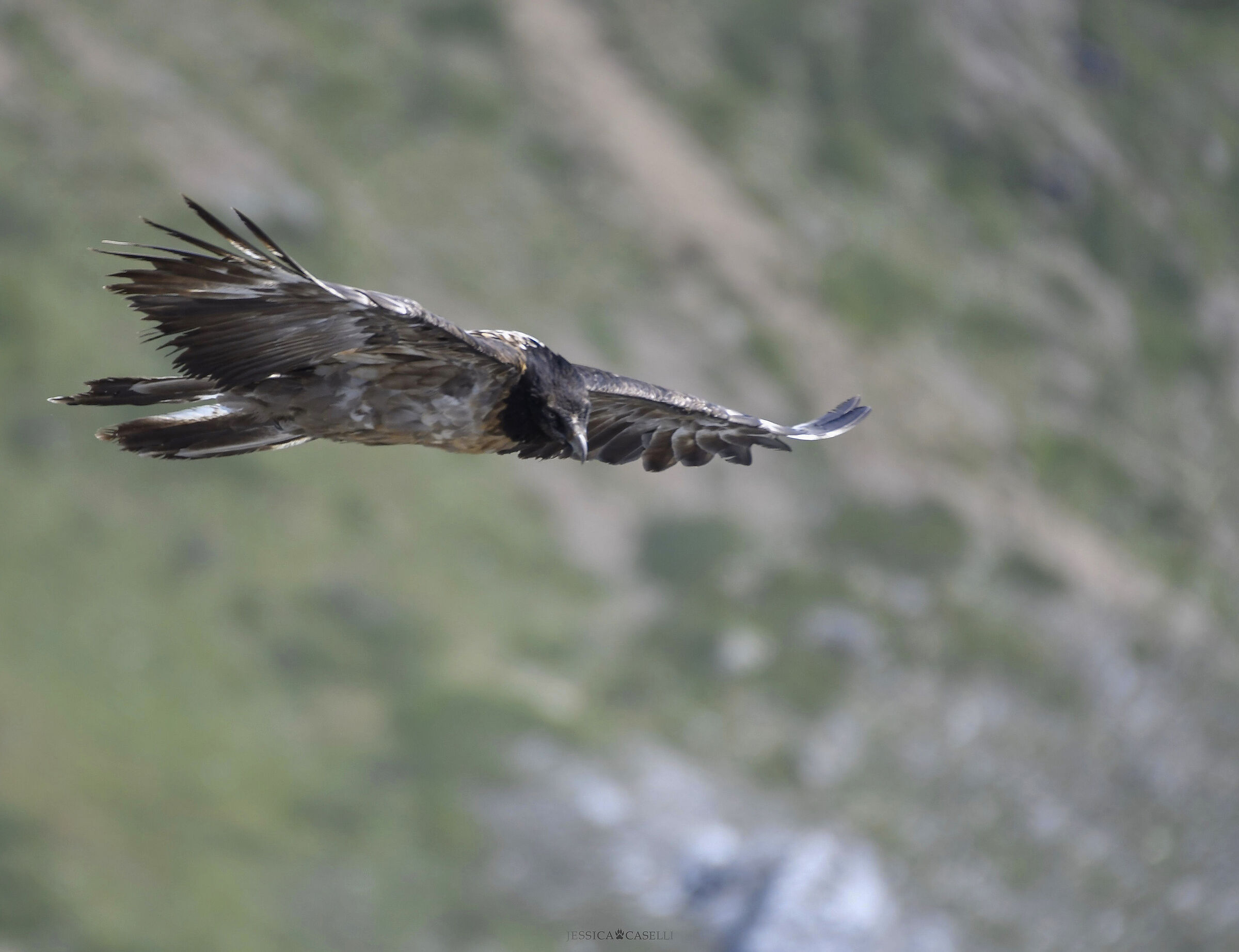 “The giant of the heavens”