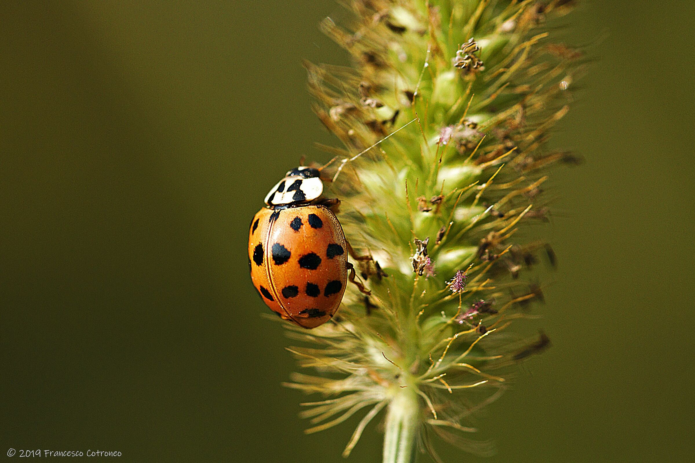 Cocci, ben donde bella!