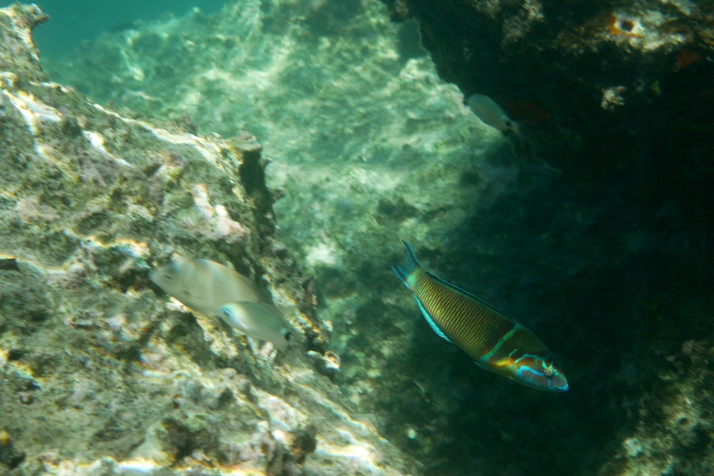 La Donzella Pavonina