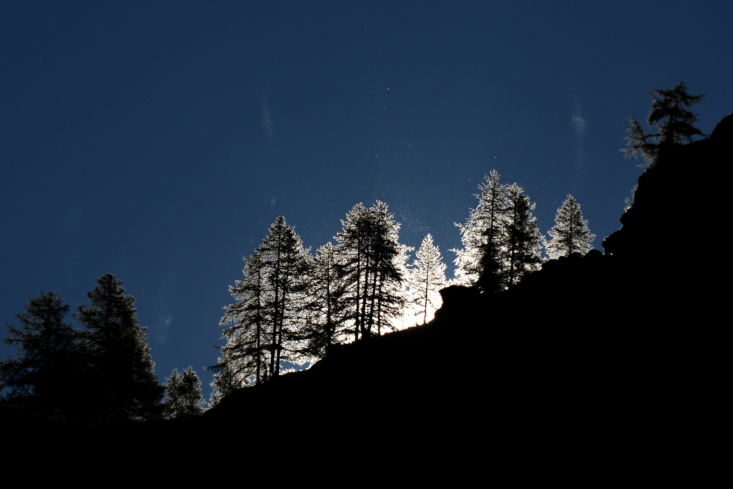 larici in controluce