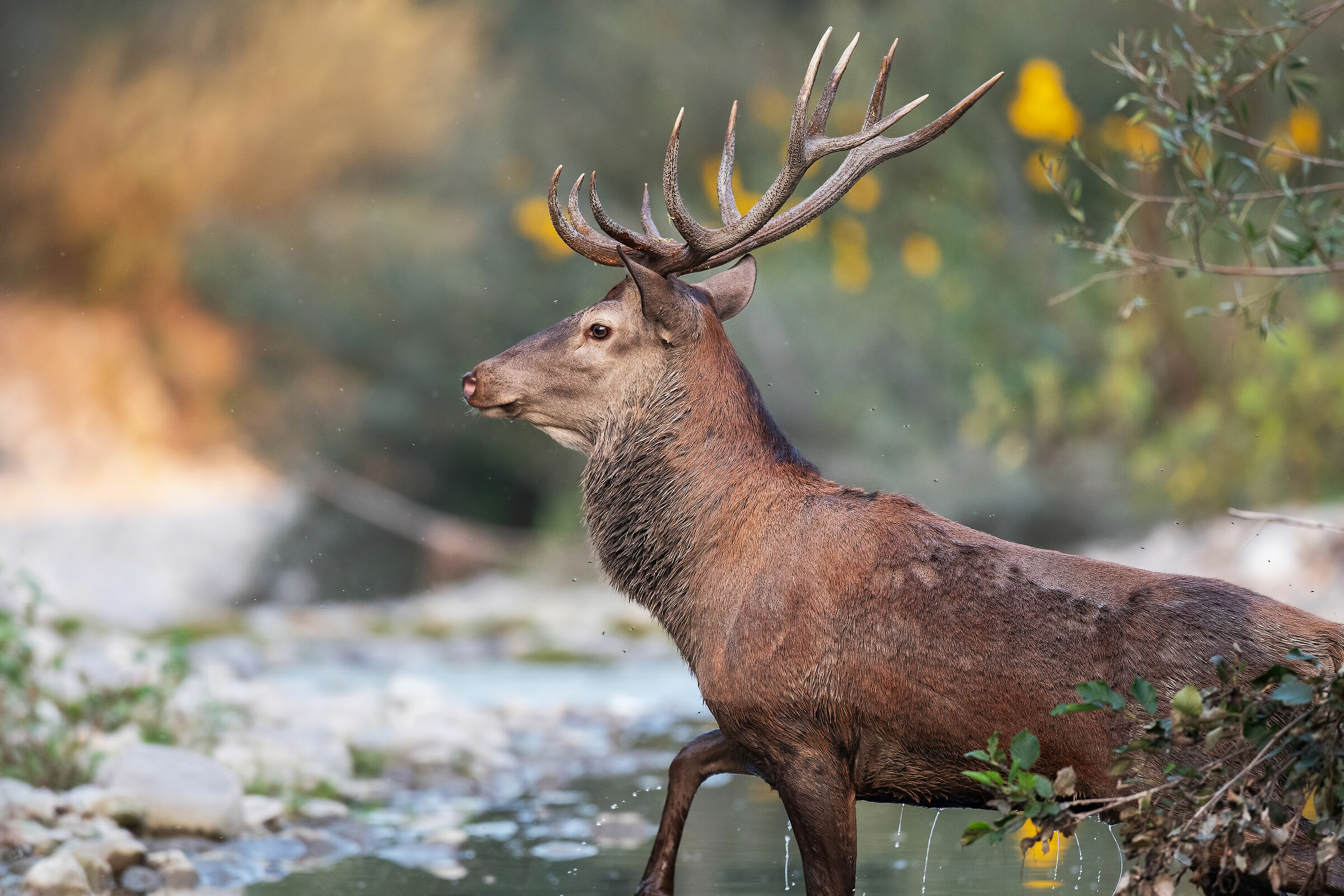 "Like deer coming out of the forest"