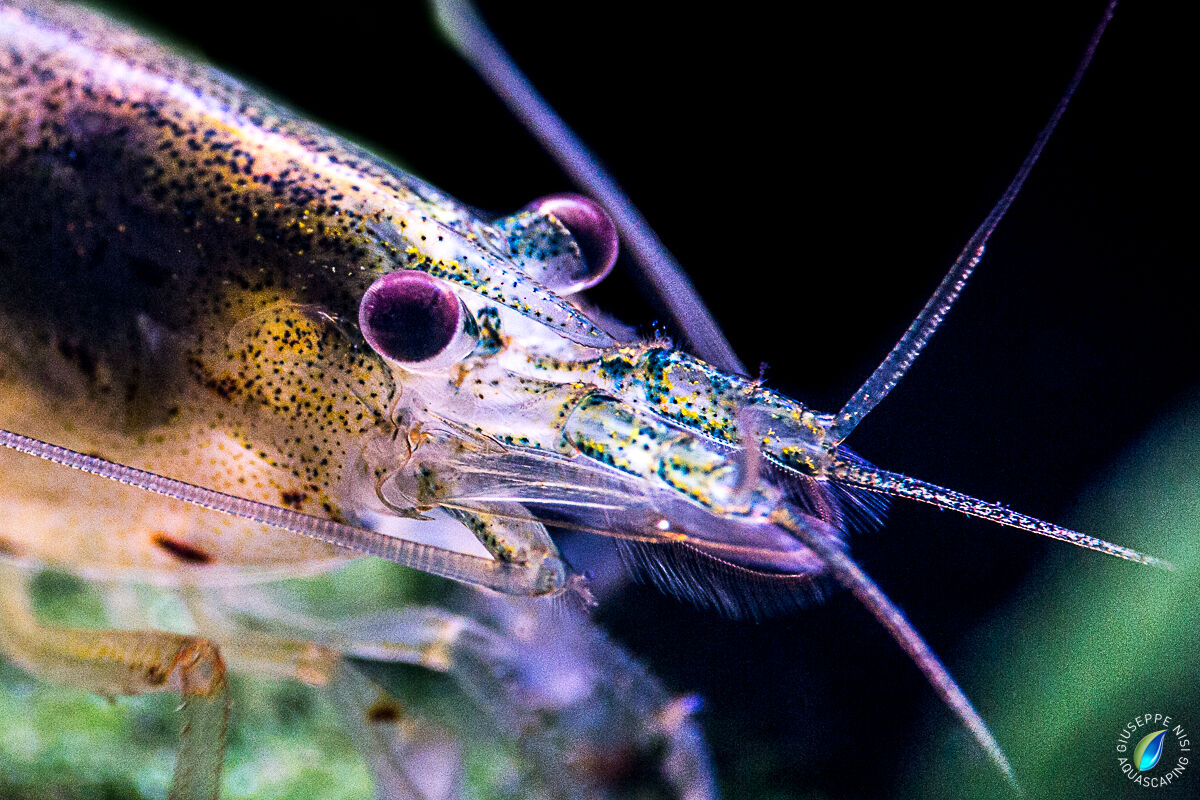 Caridina multidentata