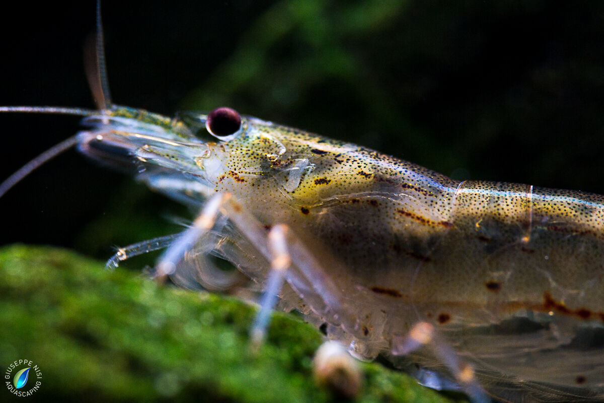 Caridina multidentata II
