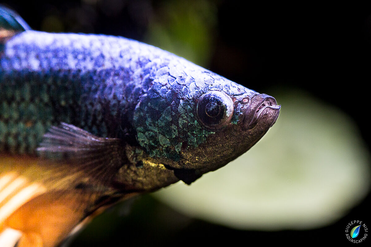 Betta Splendens
