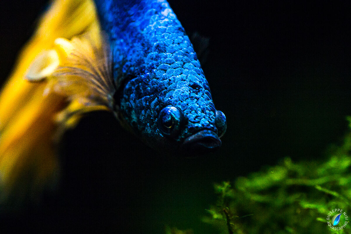 Betta Splendens III