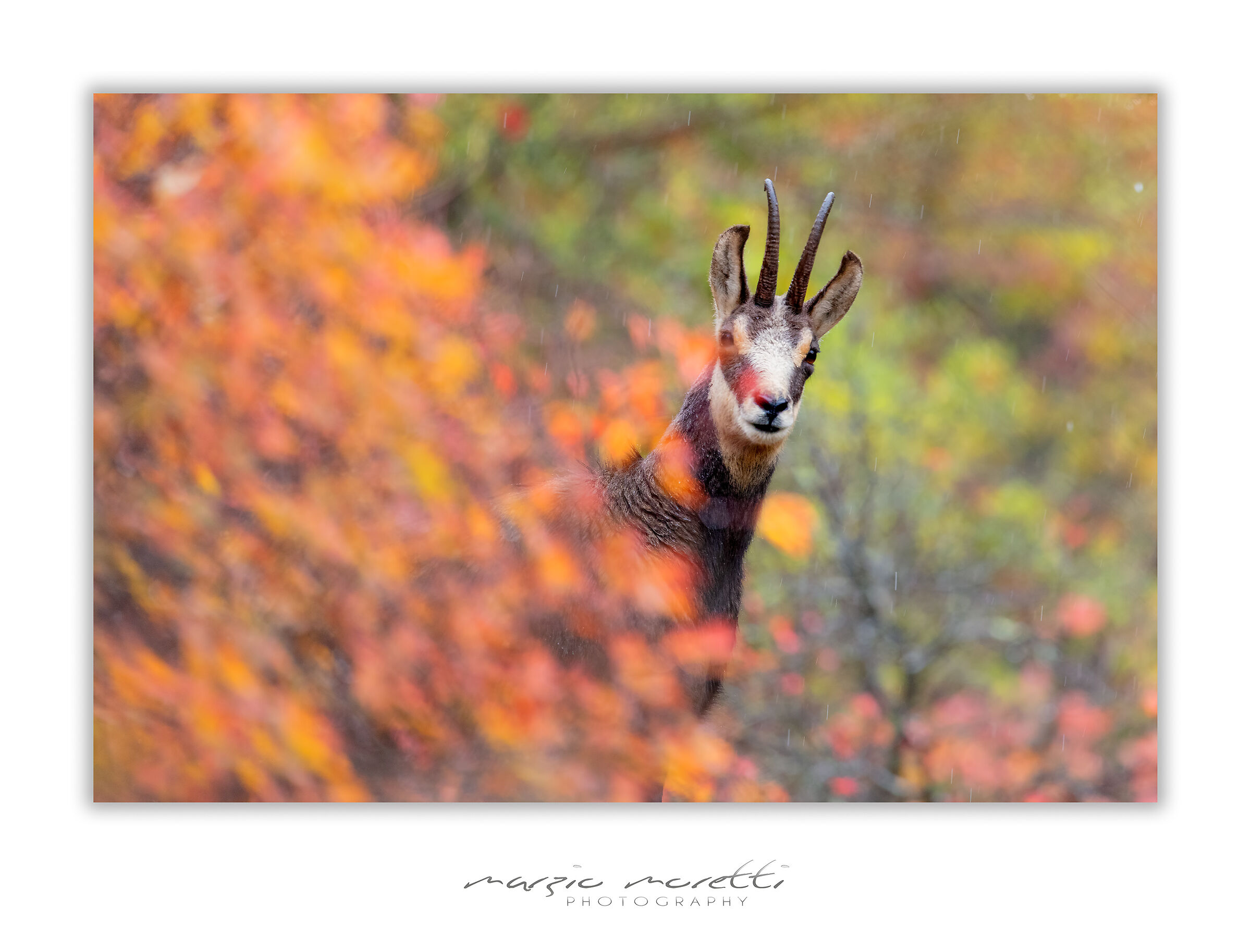 Camoscio fra lo Scotano