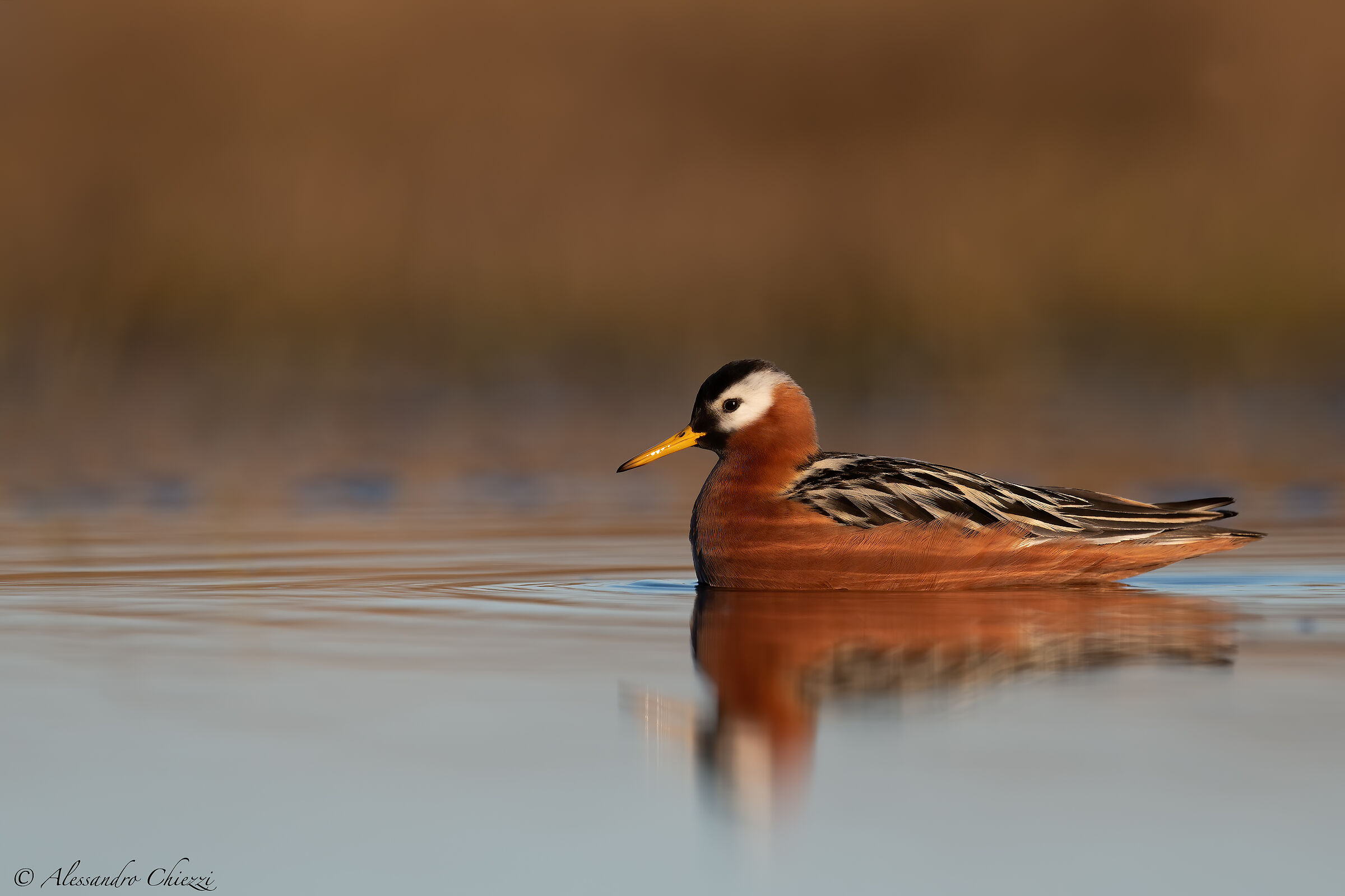 I colori del falaropo