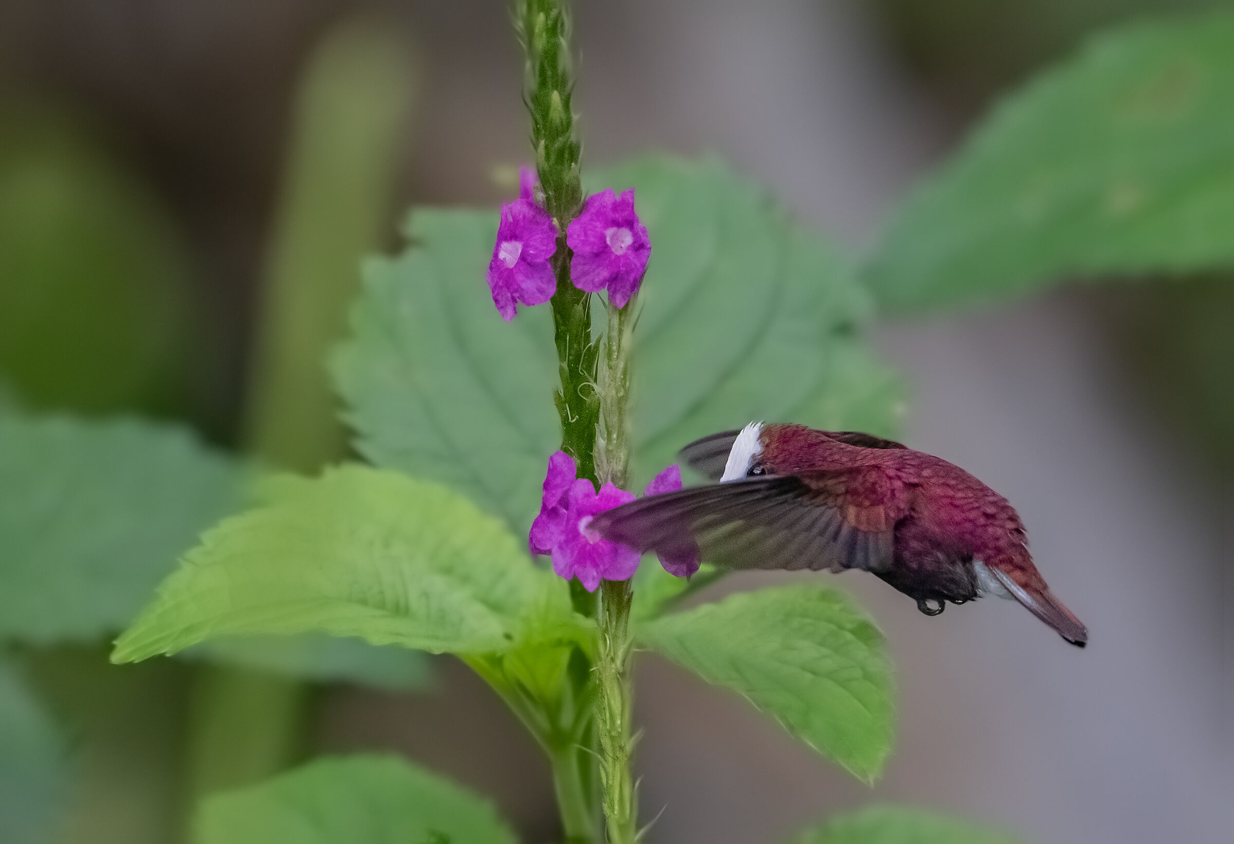 snowcap in the search for nectar