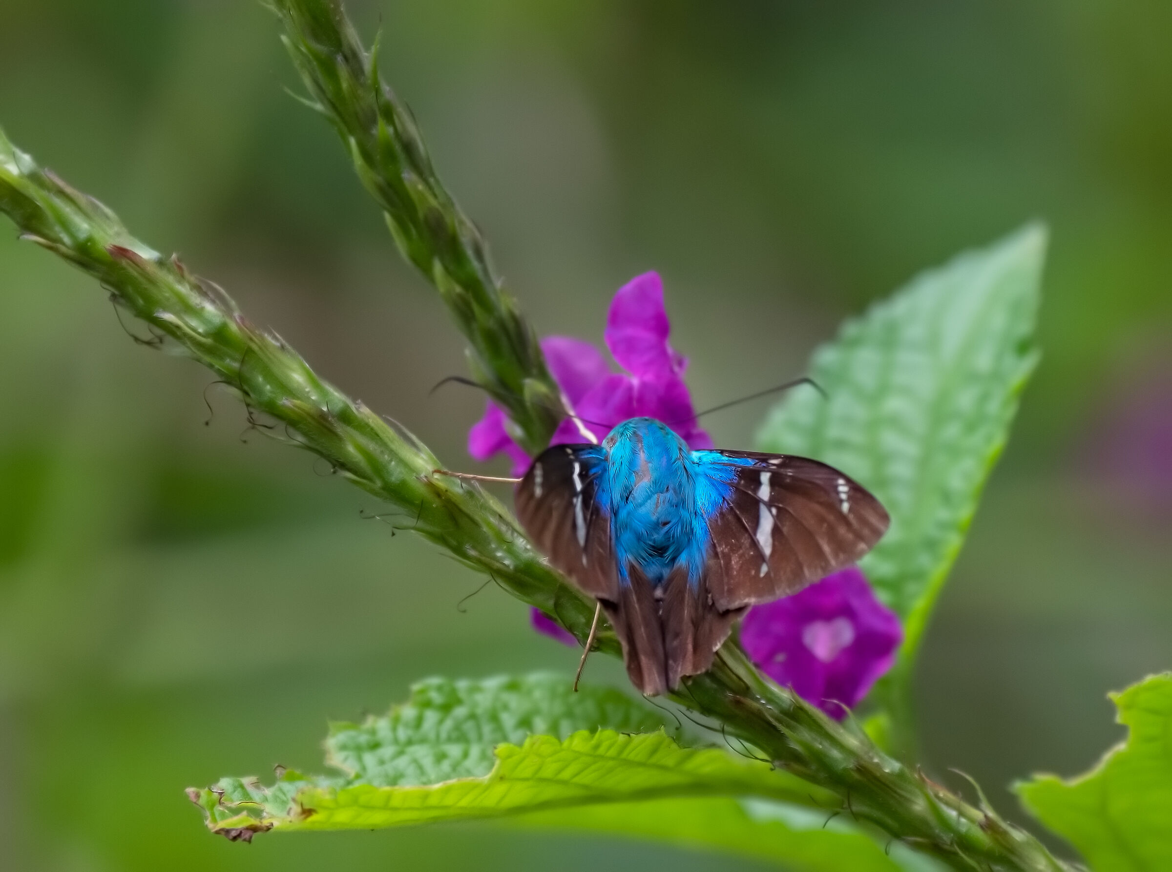 unidentified moth -document