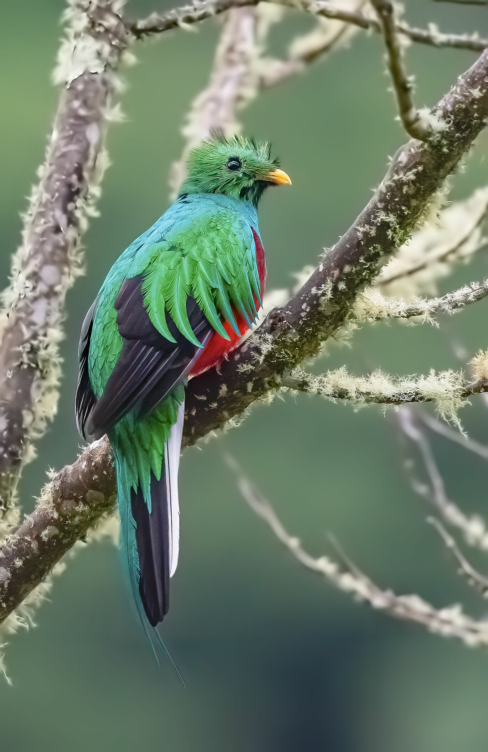 quetzal maschio giovane