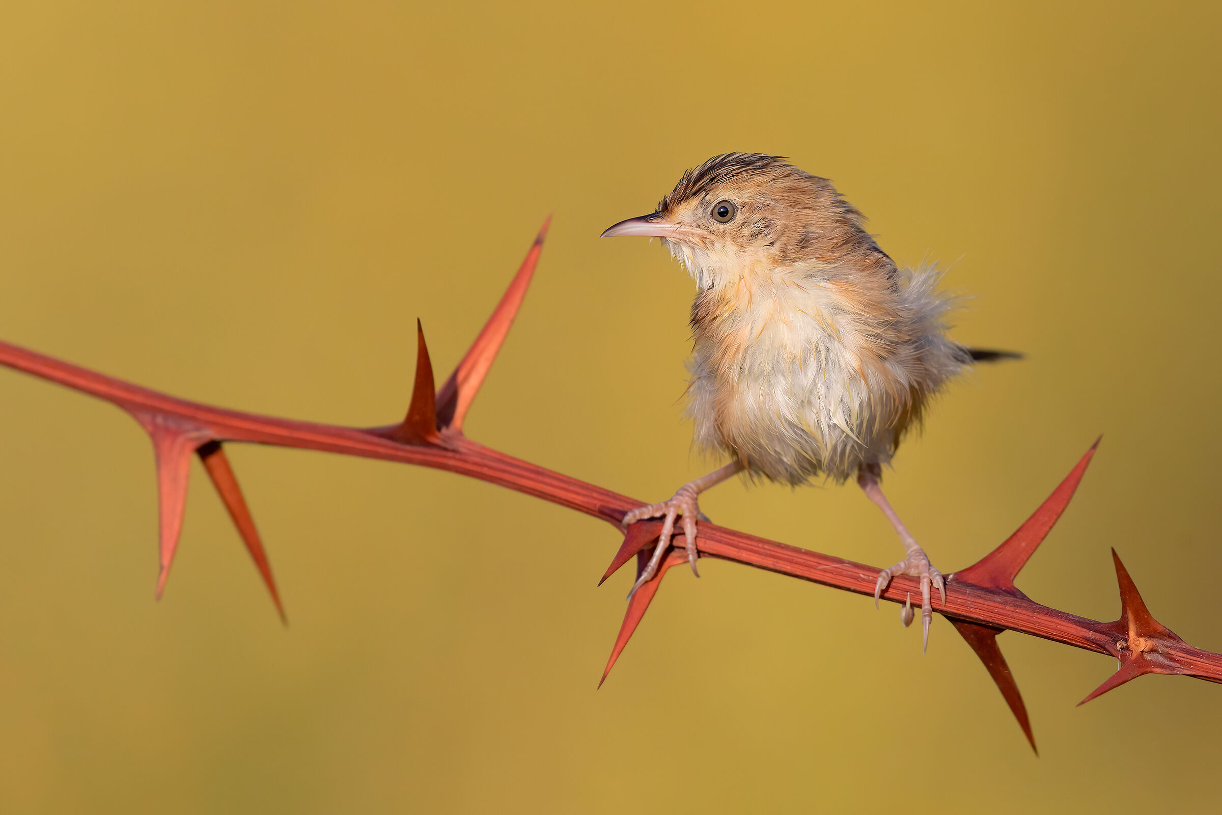 Uscito dal bagnetto (beccamoschino)